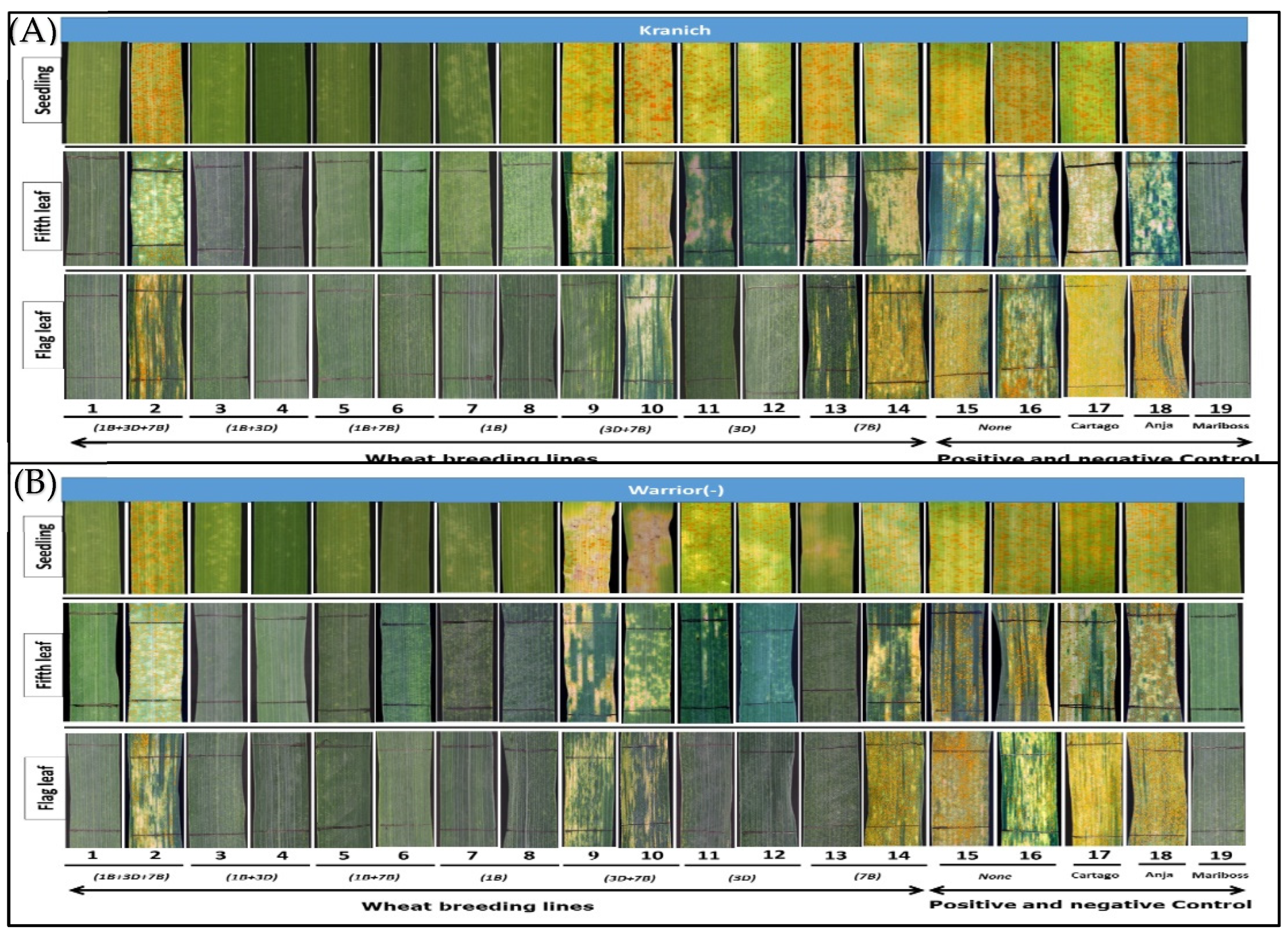 Agronomy 12 01062 g002
