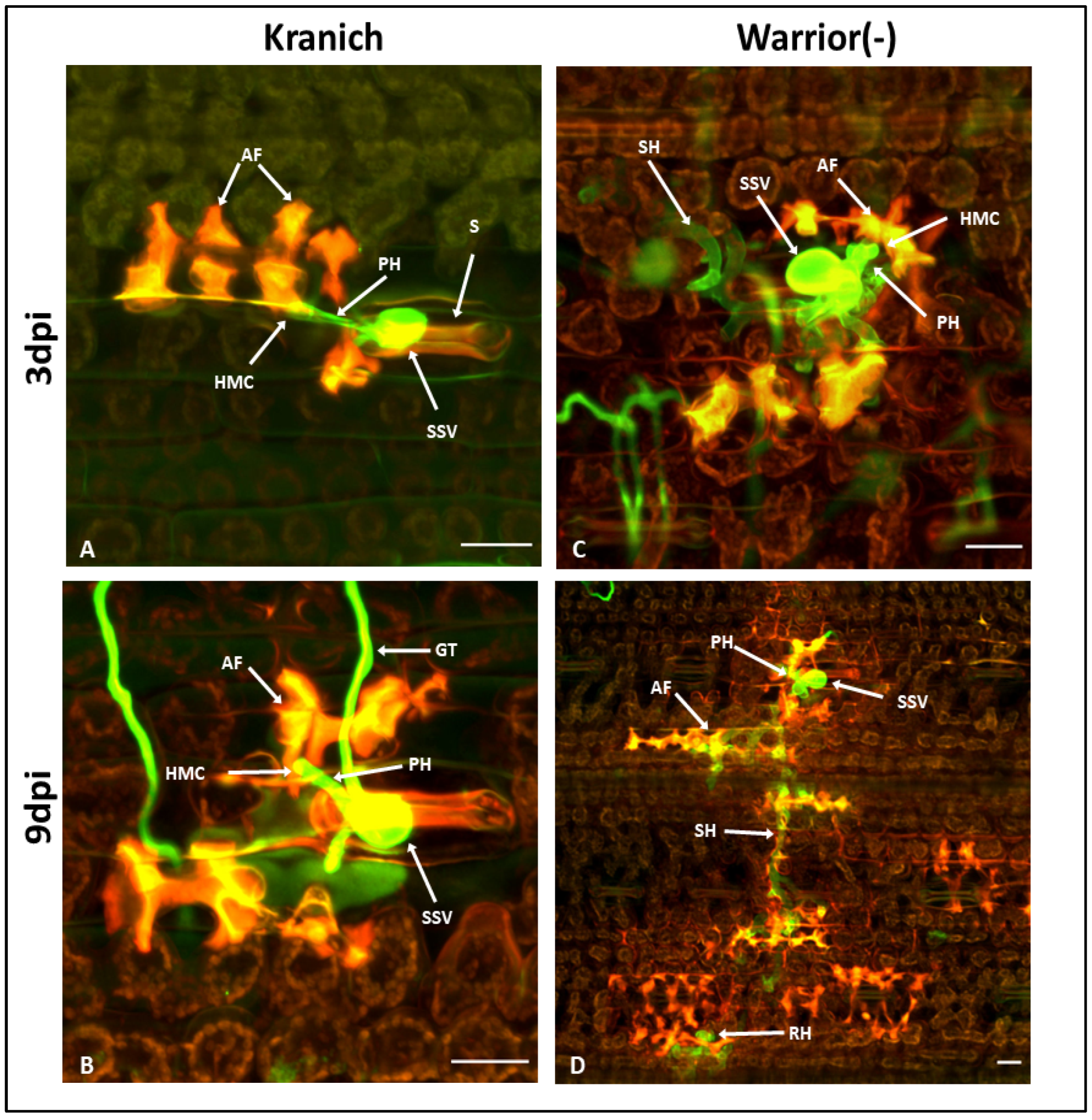 Agronomy 12 01062 g004