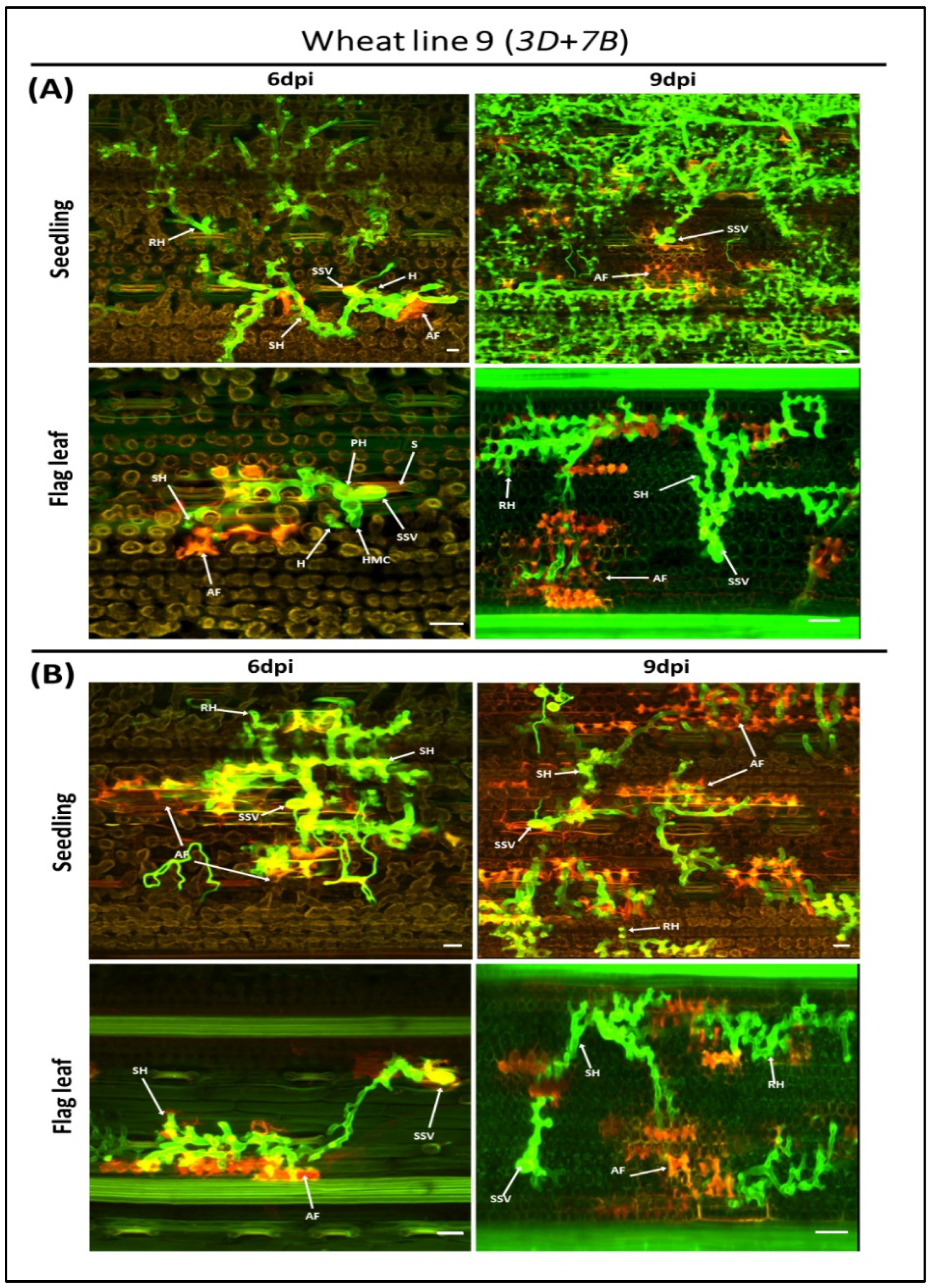 Agronomy 12 01062 g005