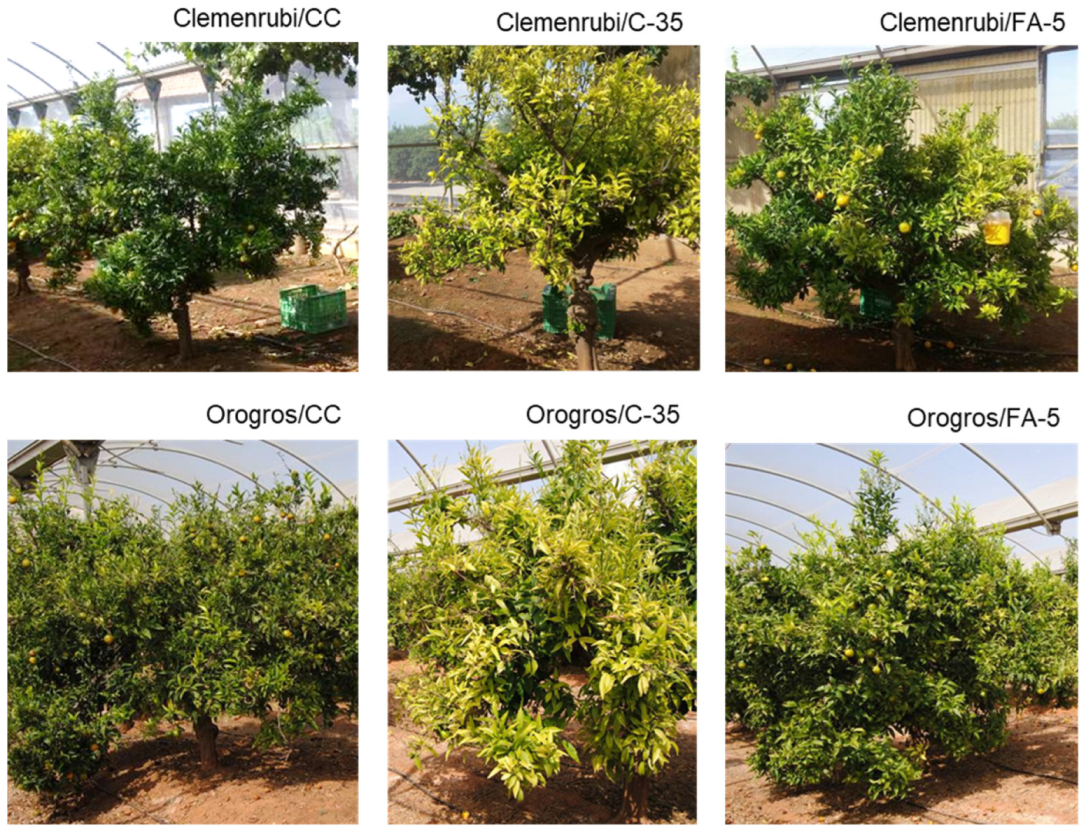 Agronomy 12 01072 g001