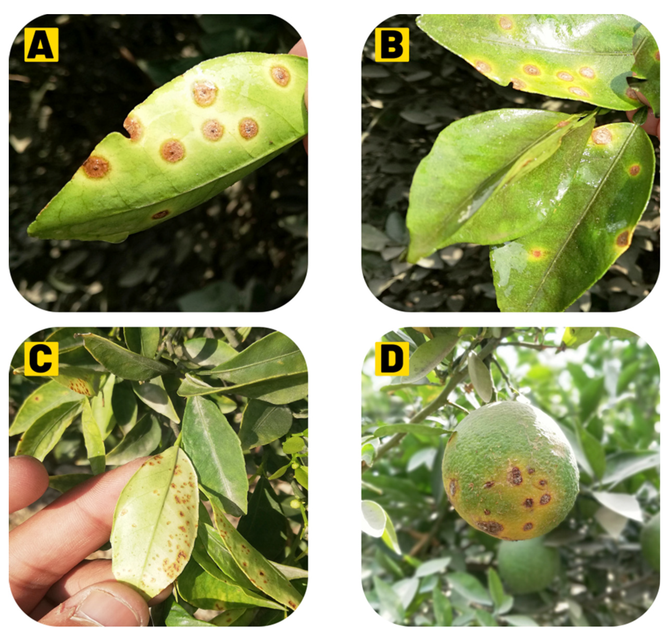 Agronomy 12 01075 g002