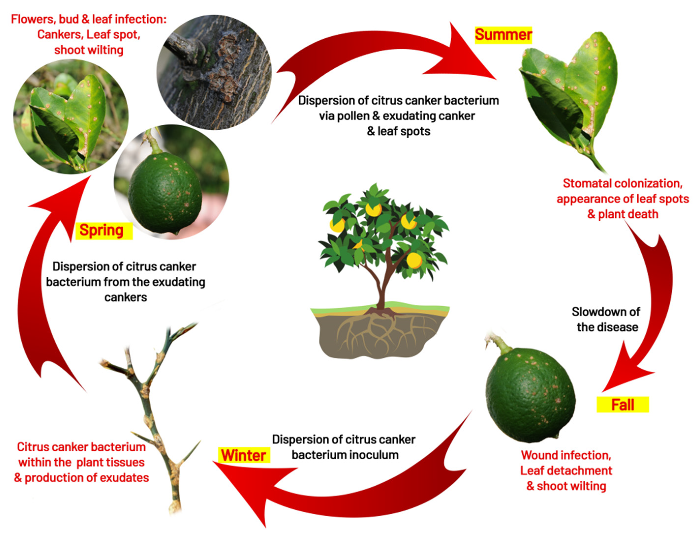 Agronomy 12 01075 g003