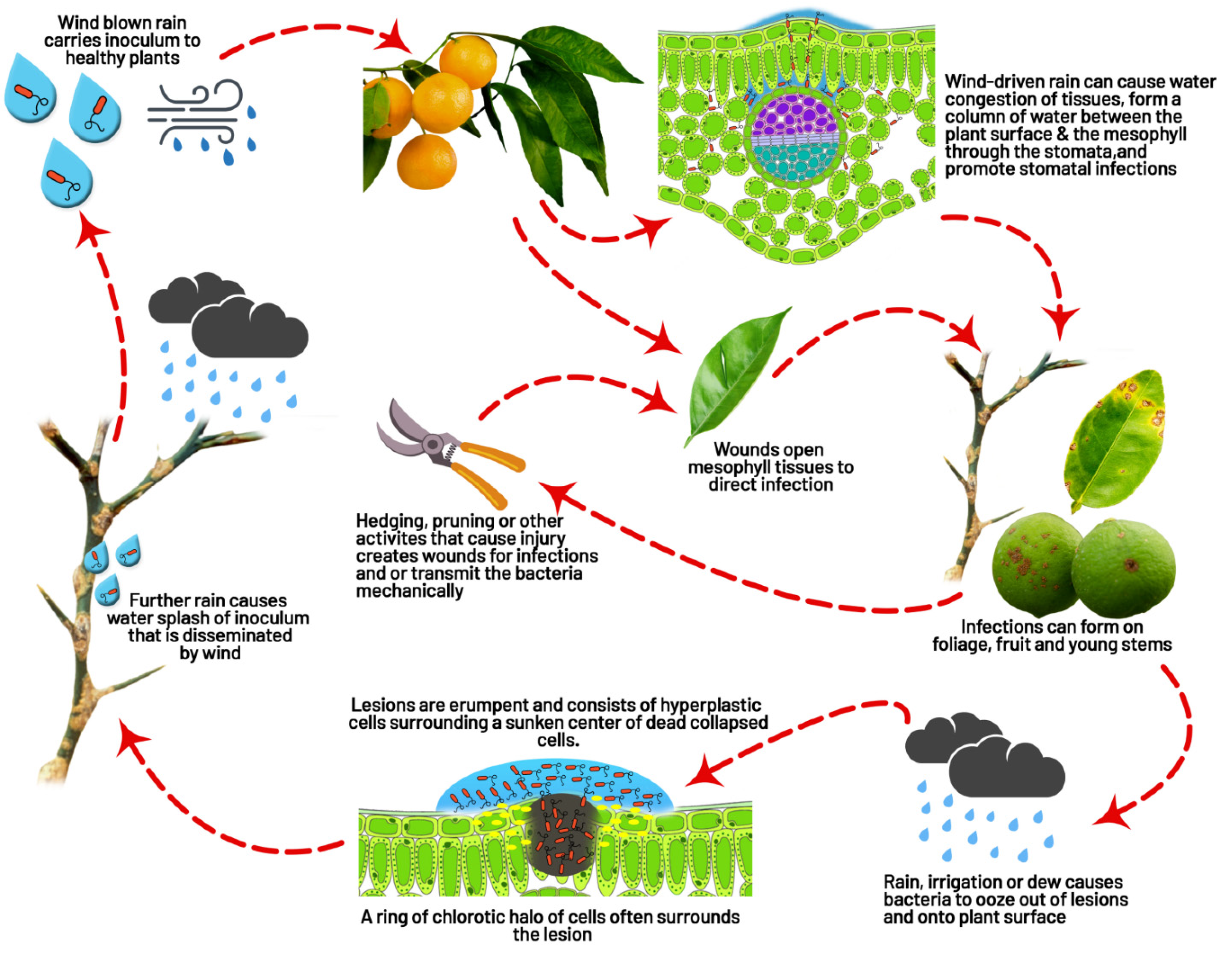Agronomy 12 01075 g004