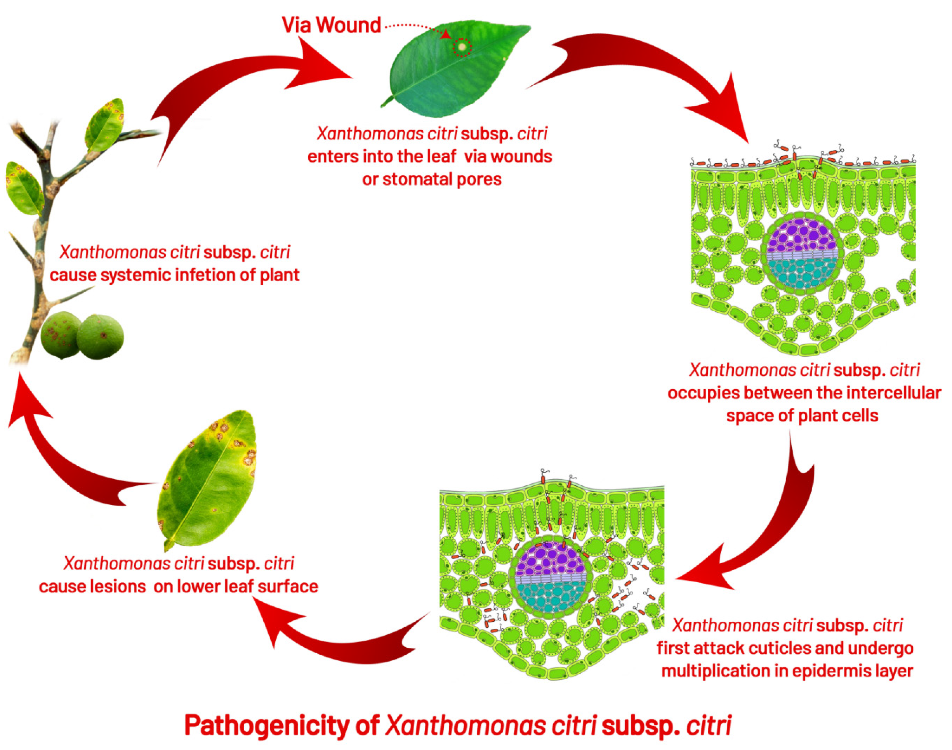 Agronomy 12 01075 g005