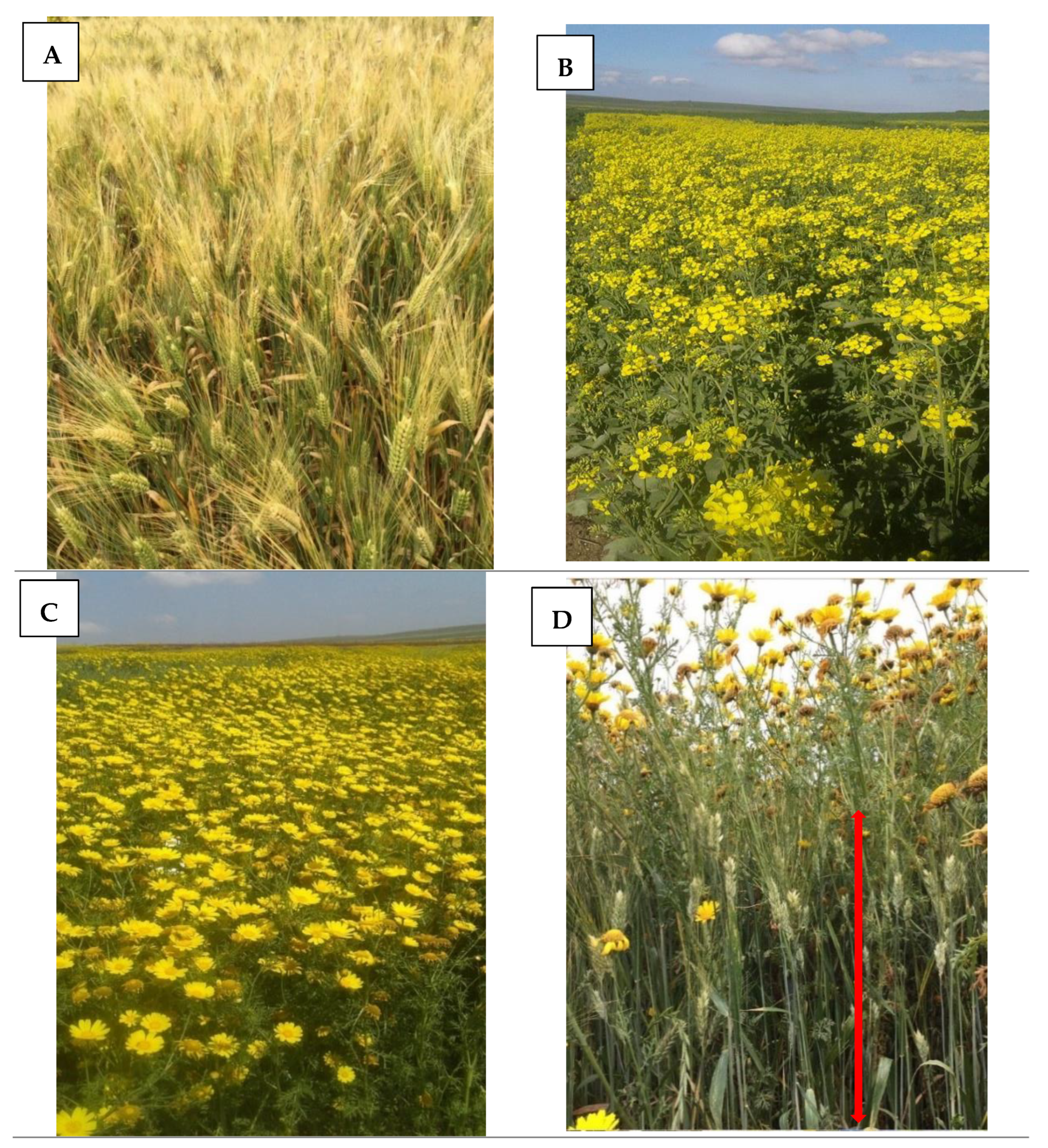 Agronomy 12 01083 g007