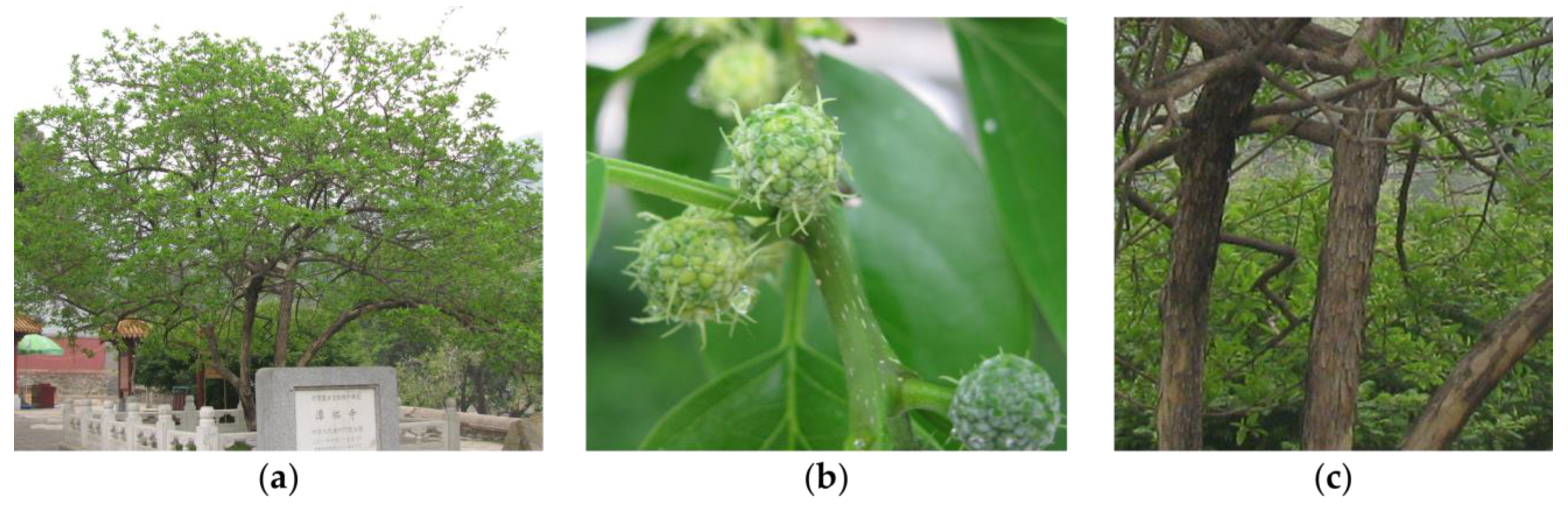 Agronomy 12 01087 g001