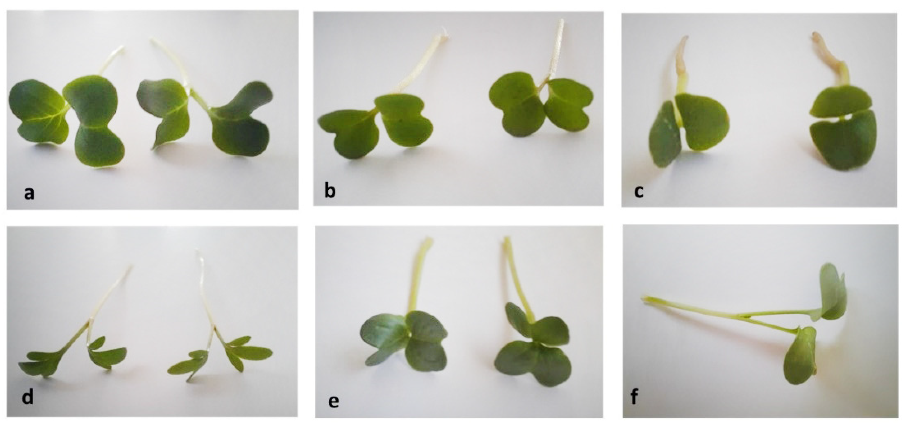 Agronomy 12 01096 g001