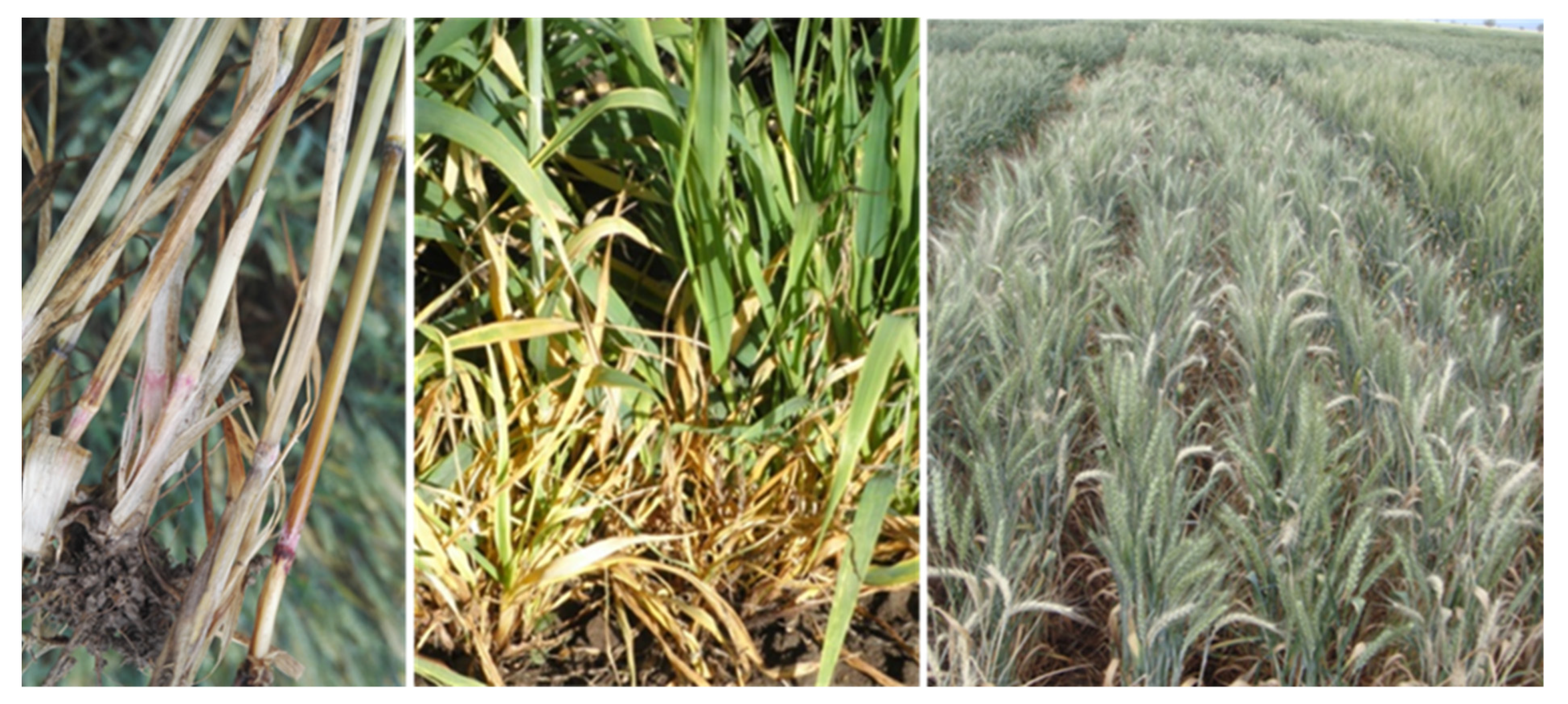 Agronomy 12 01108 g001