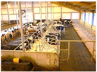 Agronomy 12 01131 i005