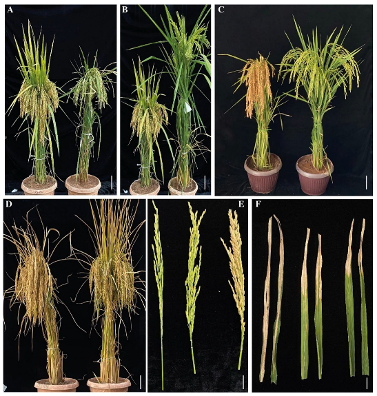 Agronomy 12 01157 g009