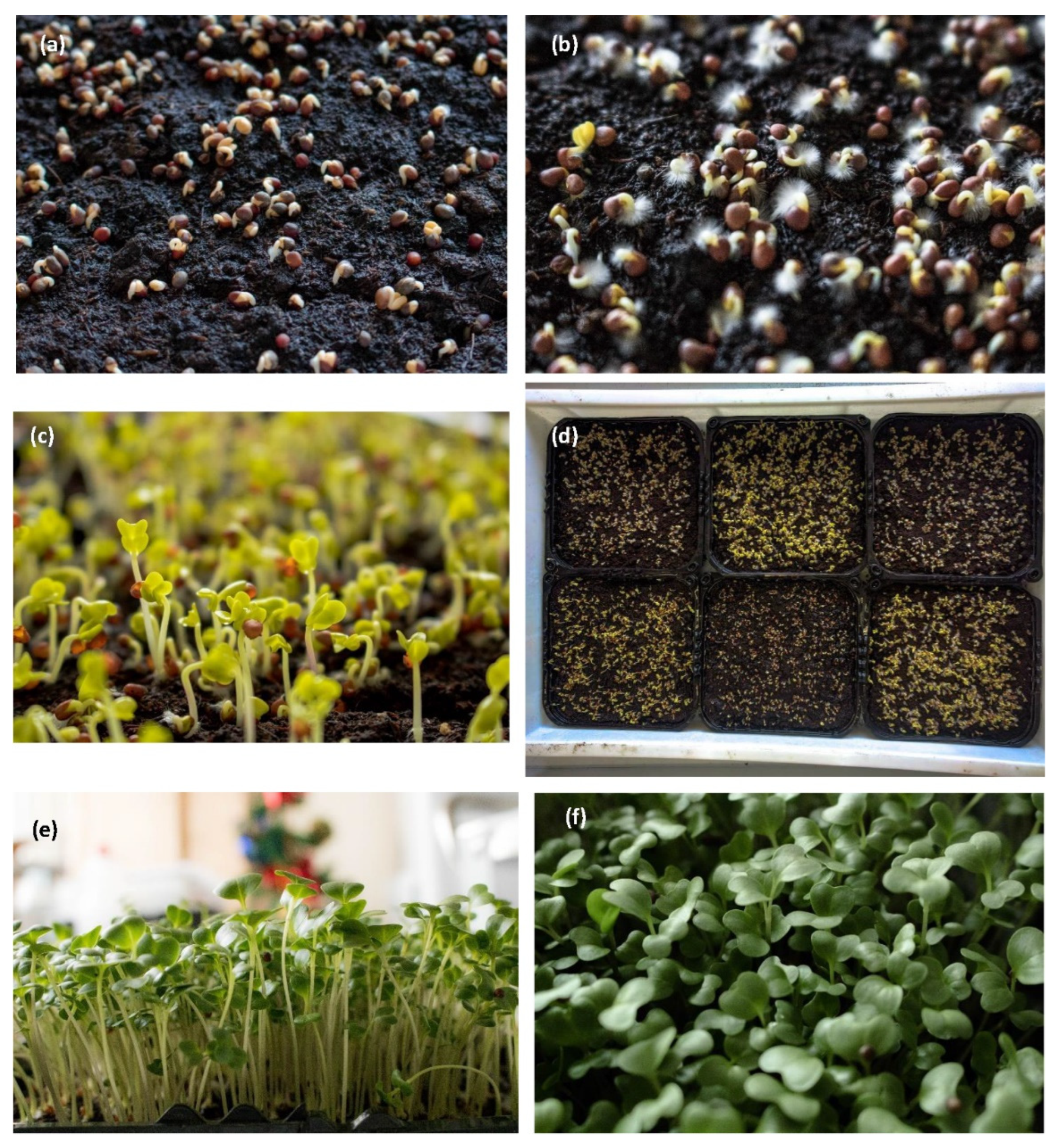 Agronomy 12 01161 g005