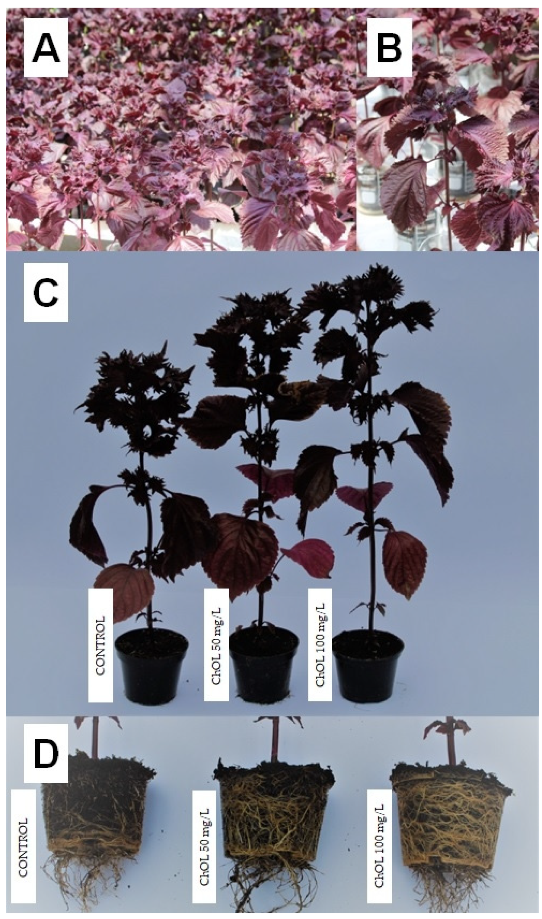 Agronomy 12 01182 g002