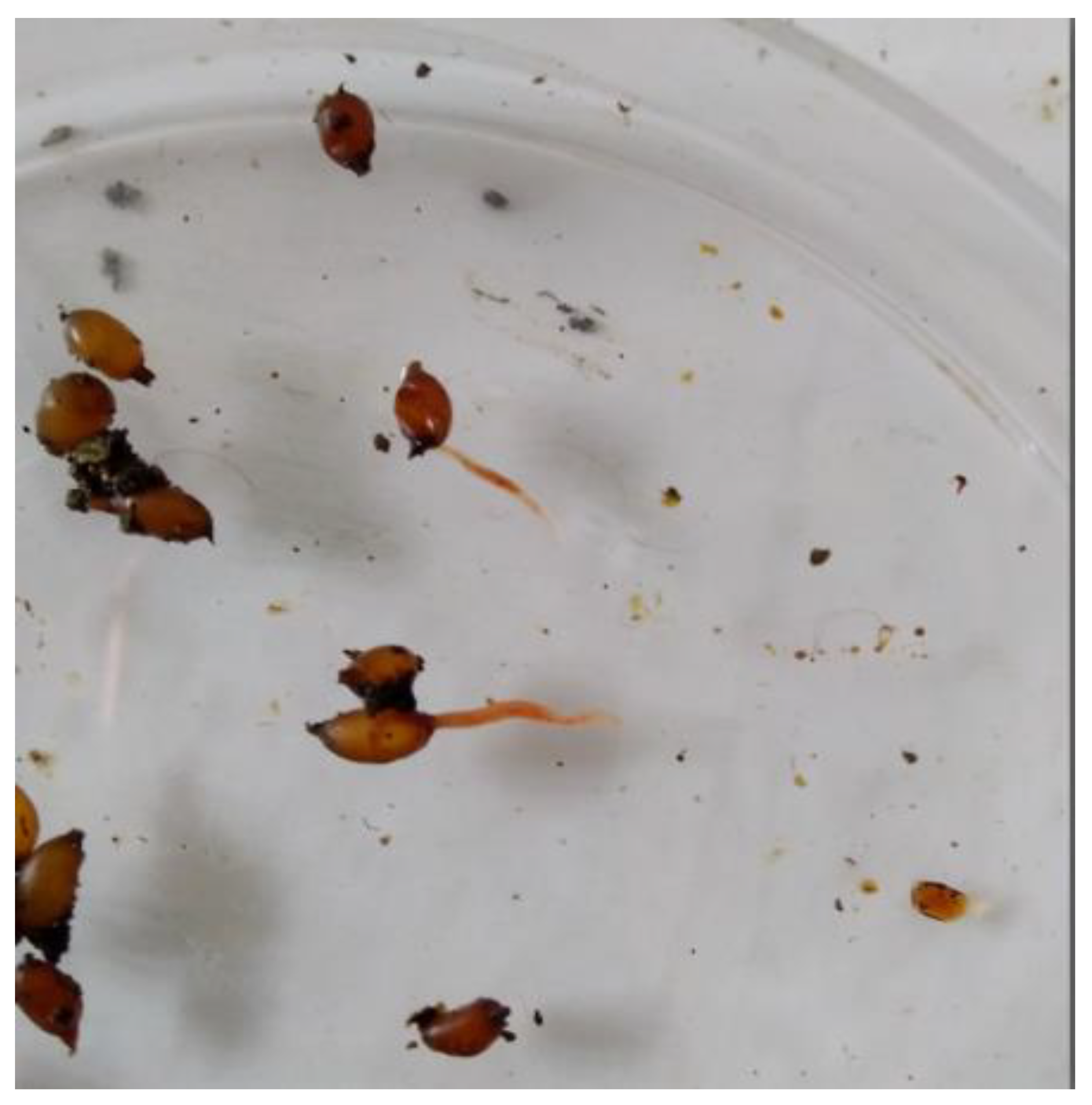 Agronomy 12 01303 g003 Agronomy 12 01303 g003