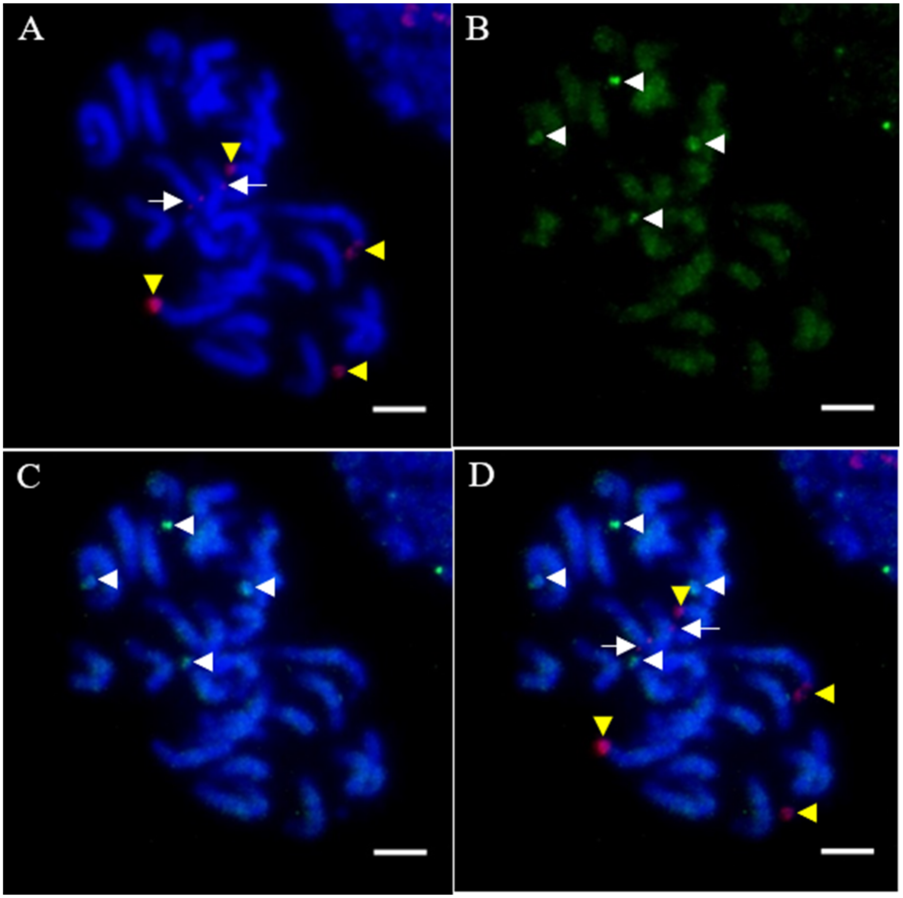Agronomy 12 01312 g007