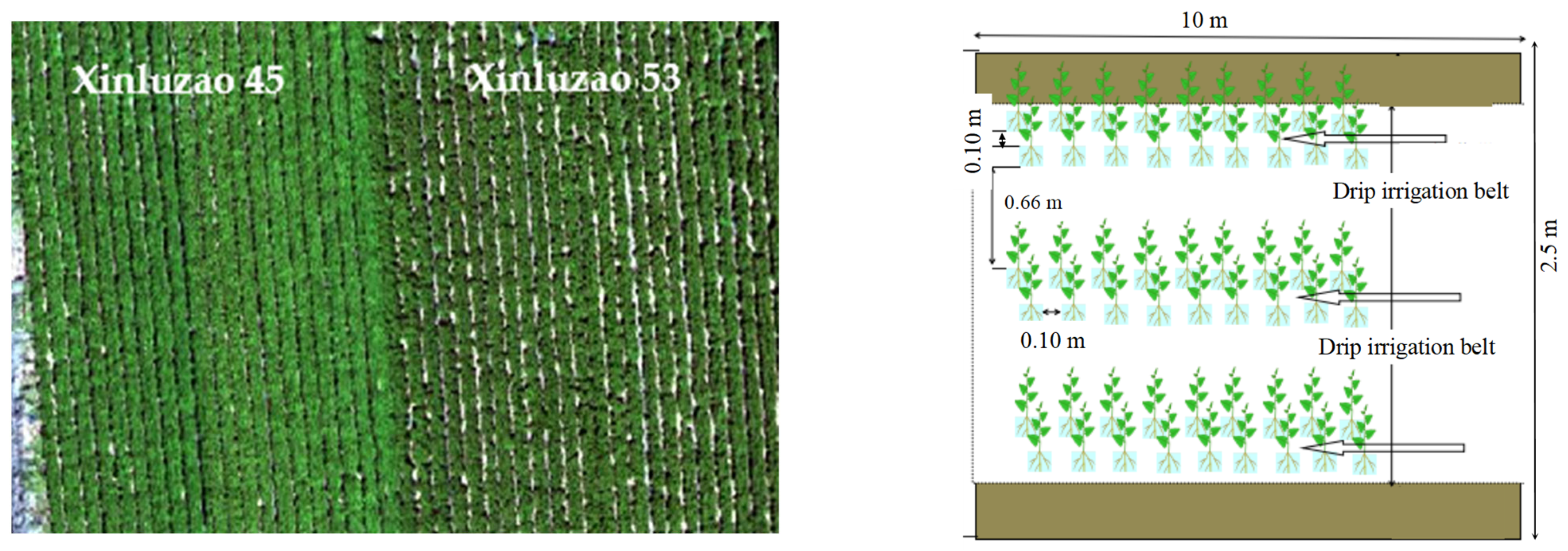 Agronomy 12 01319 g002