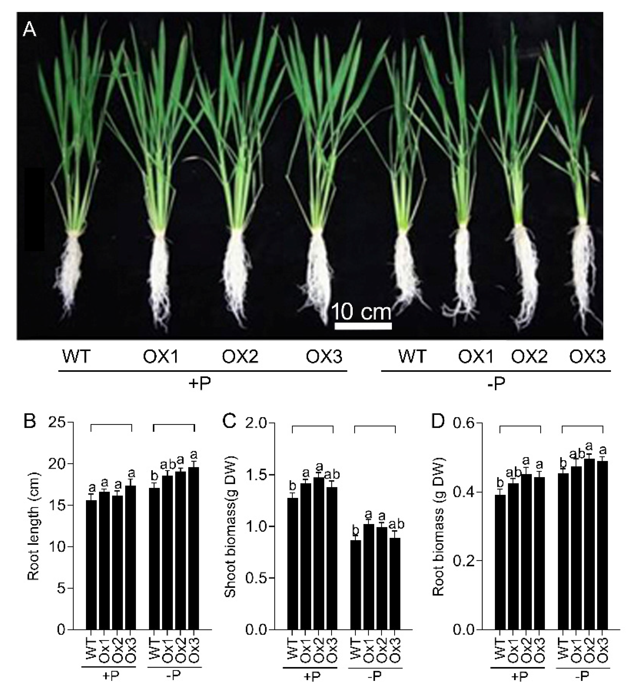 Agronomy 12 01332 g002