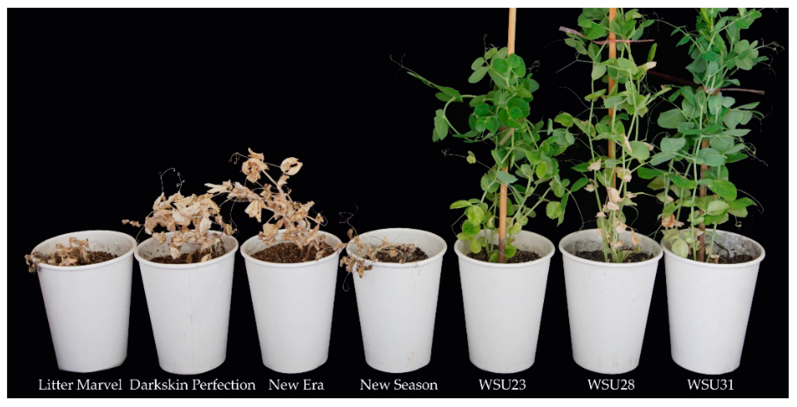 Agronomy 12 01354 g003