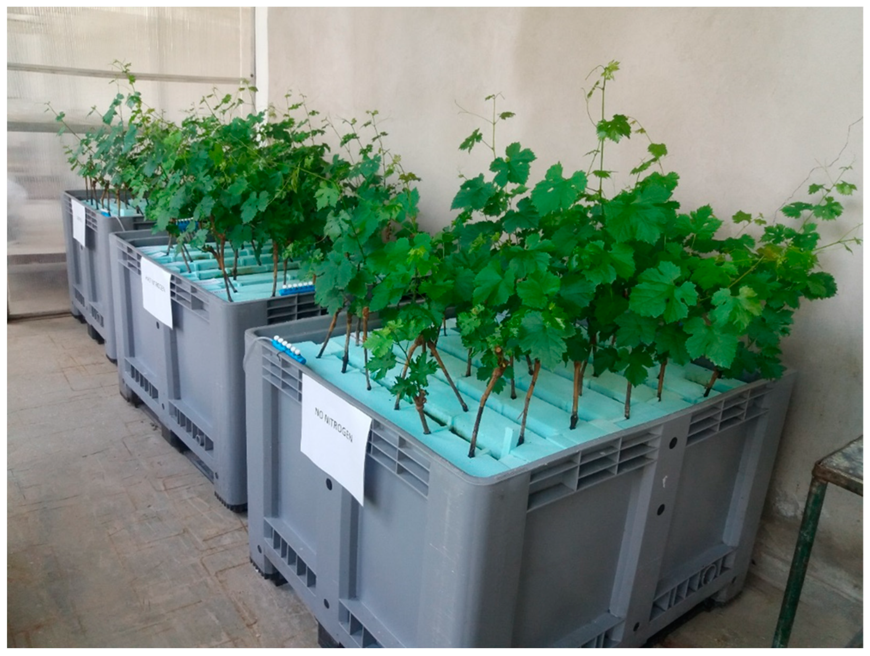 Agronomy 12 01355 g001