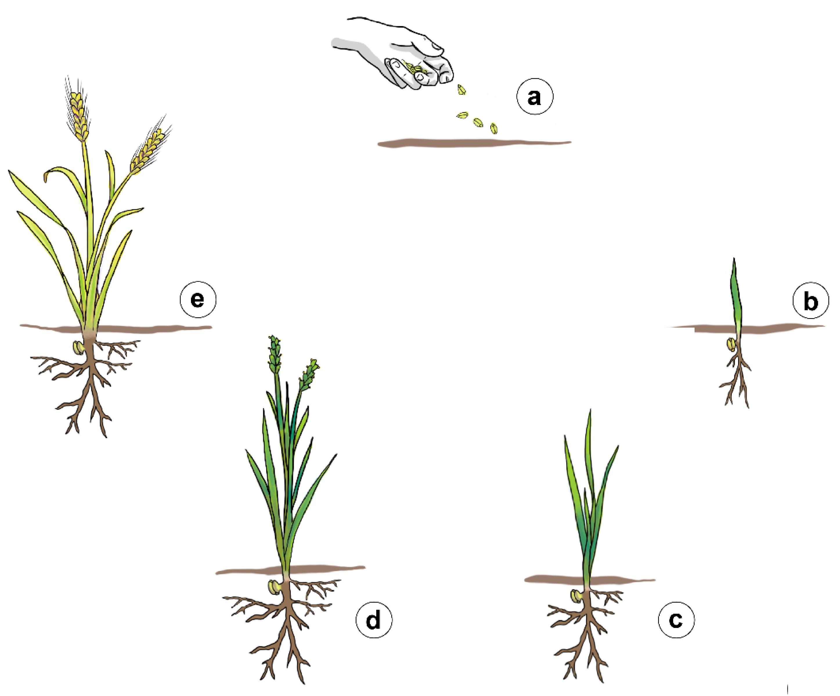 Agronomy 12 01368 g001