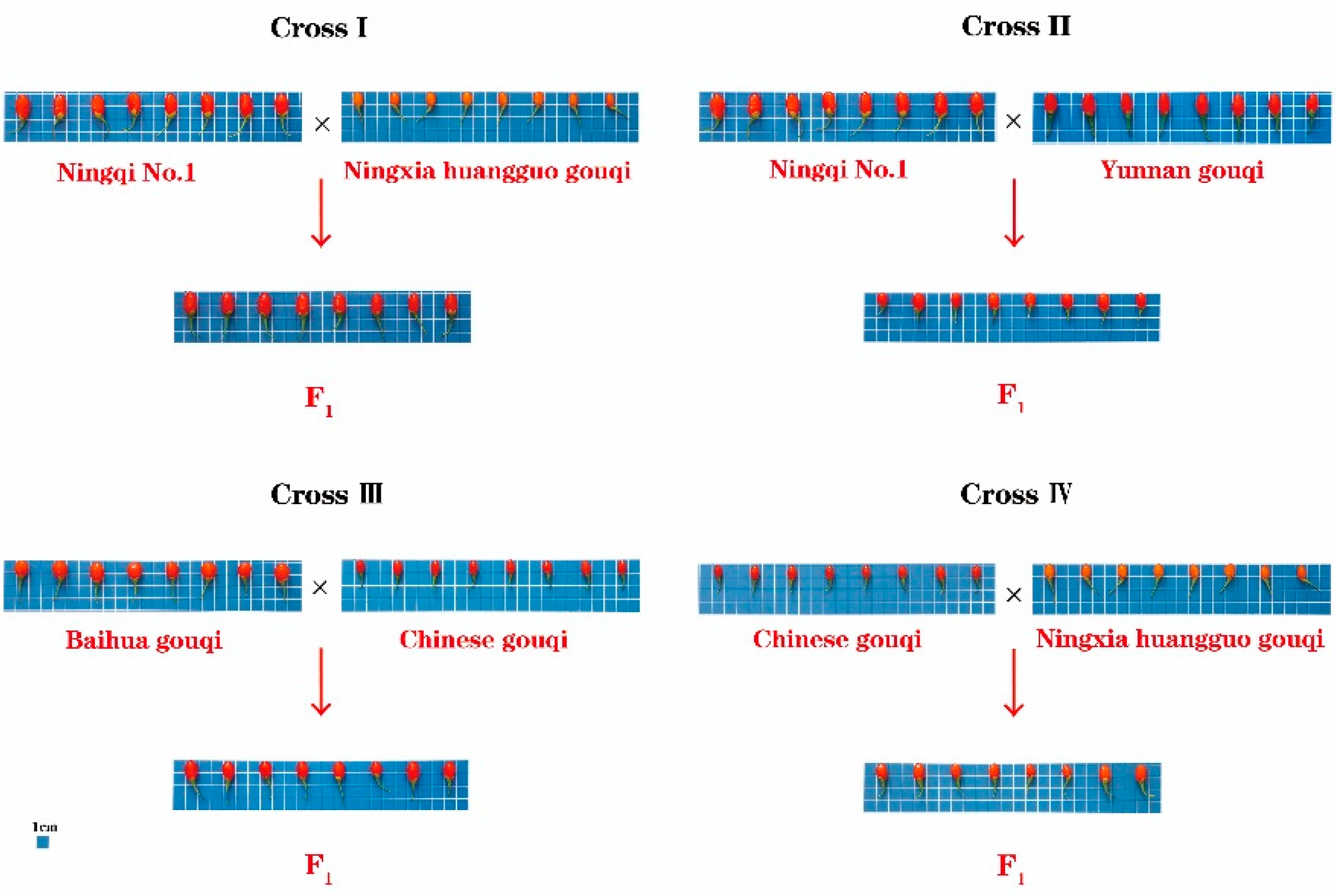 Agronomy 12 01403 g001
