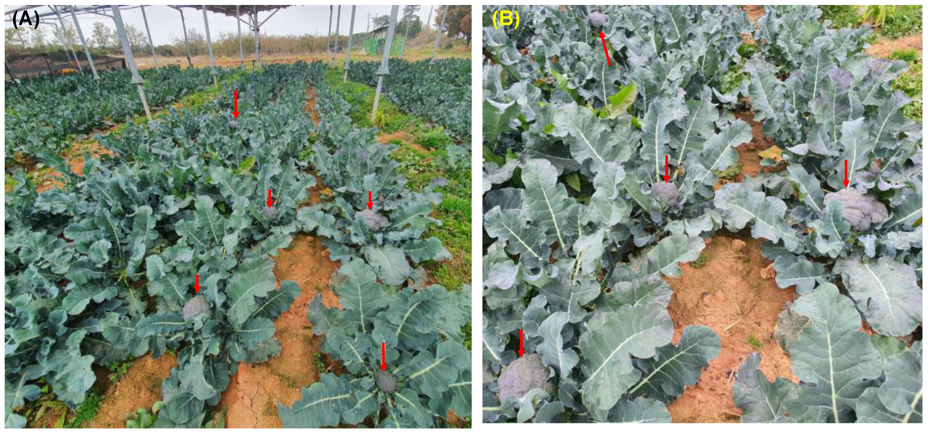 Agronomy 12 01415 g007