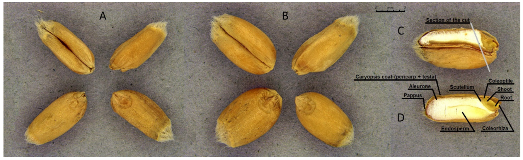Agronomy 12 01423 g001