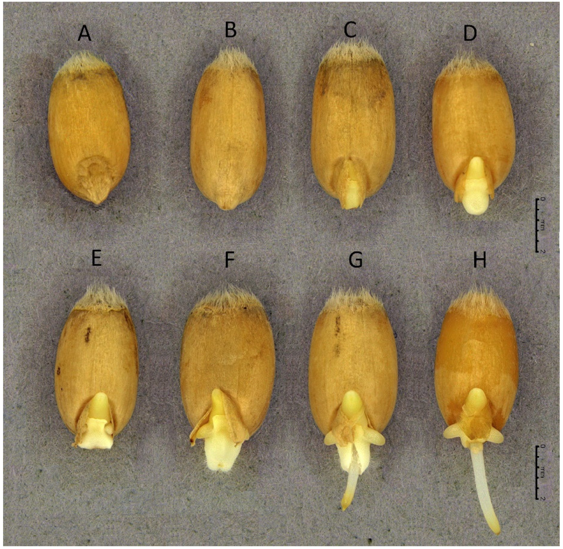 Agronomy 12 01423 g003