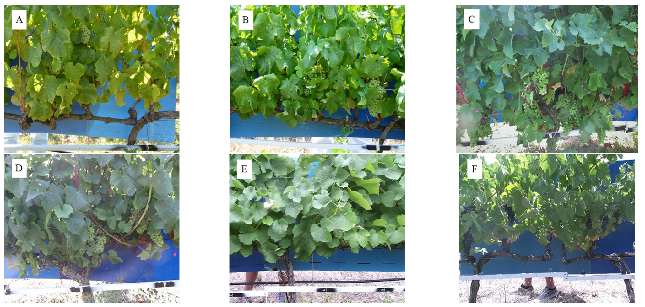 Agronomy 12 01464 g002