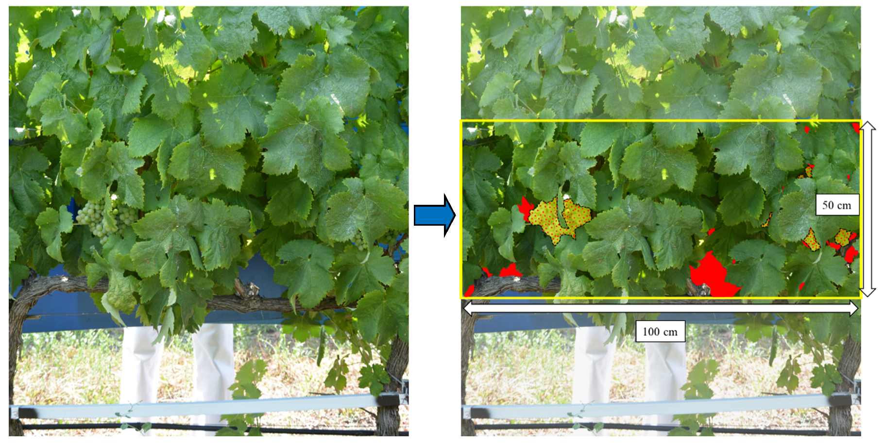 Agronomy 12 01464 g003