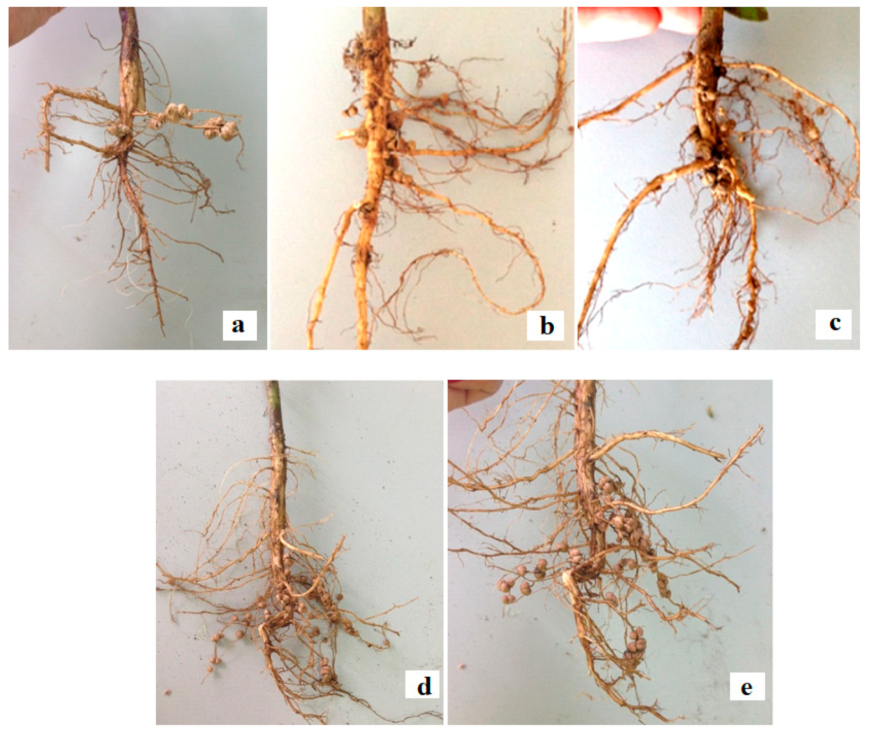 Agronomy 12 01473 g002