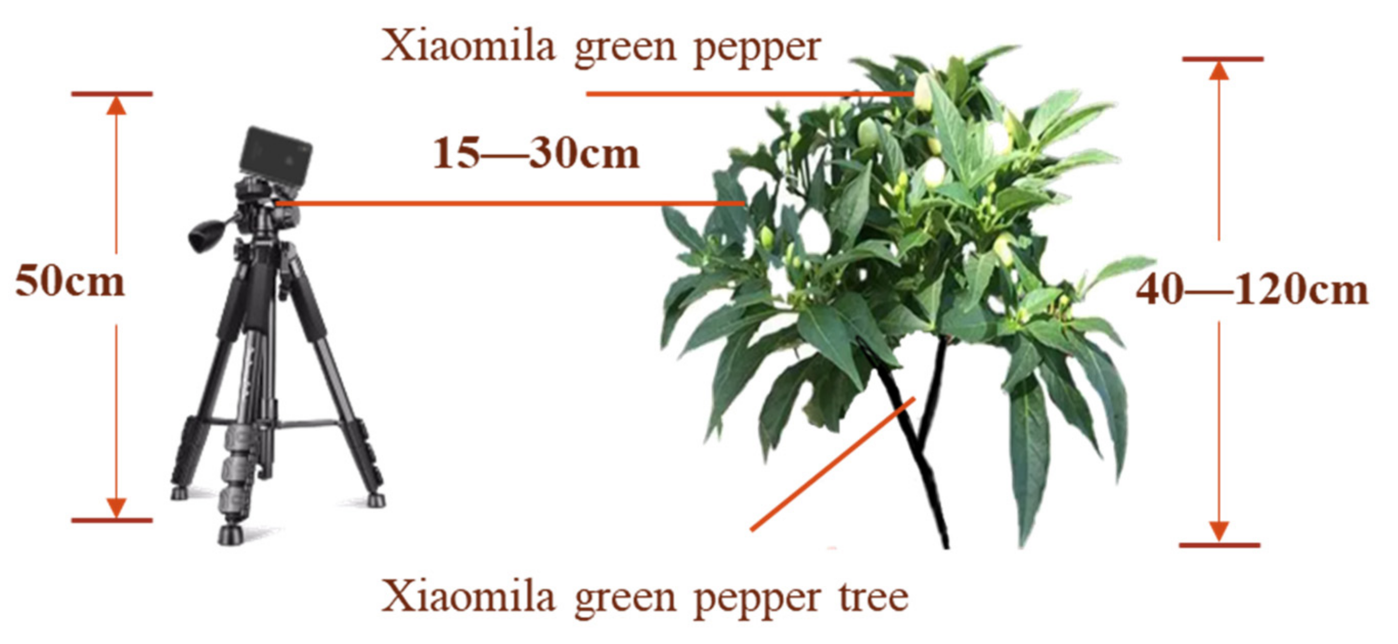 Agronomy 12 01477 g001