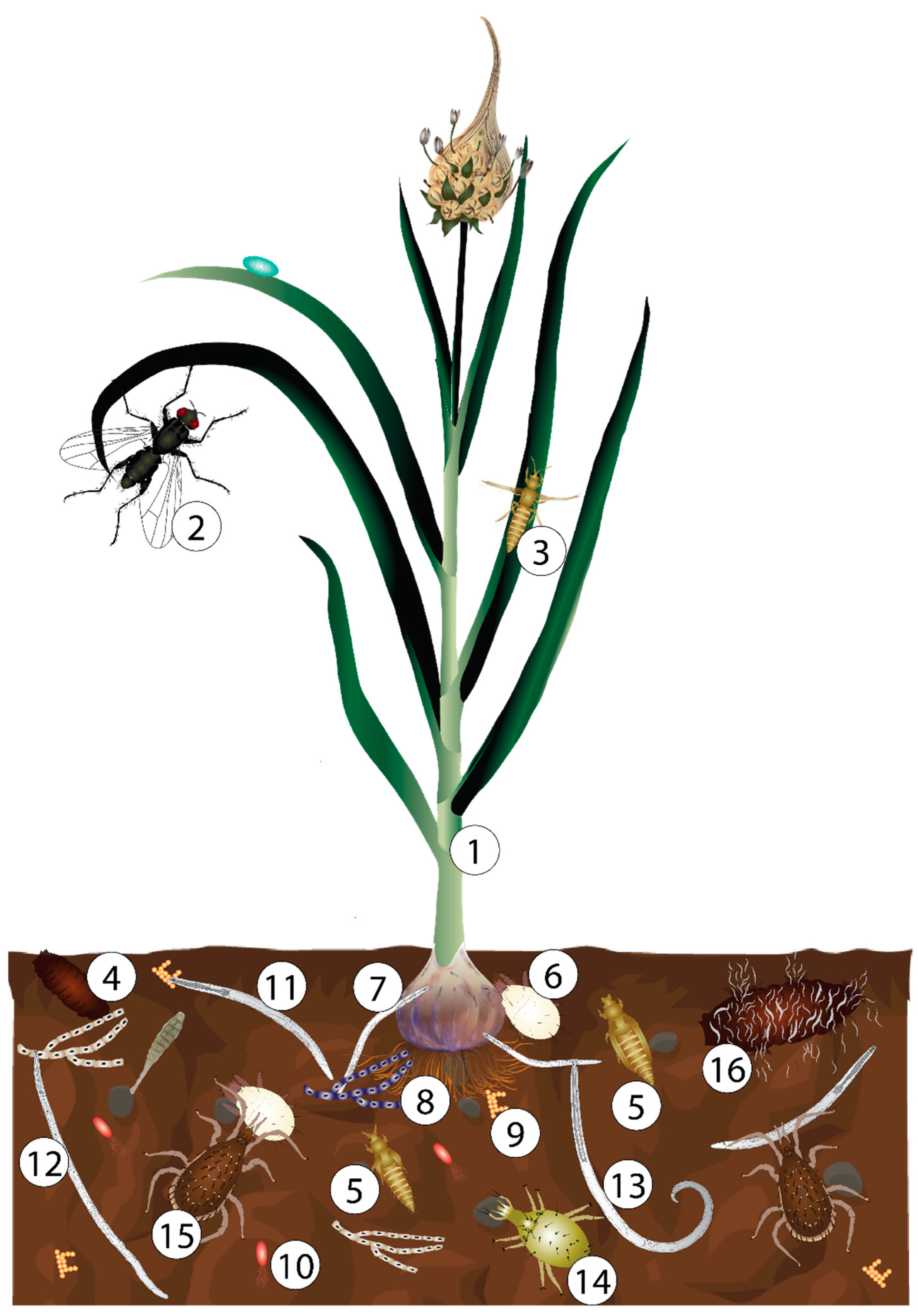 Agronomy 12 01491 g001
