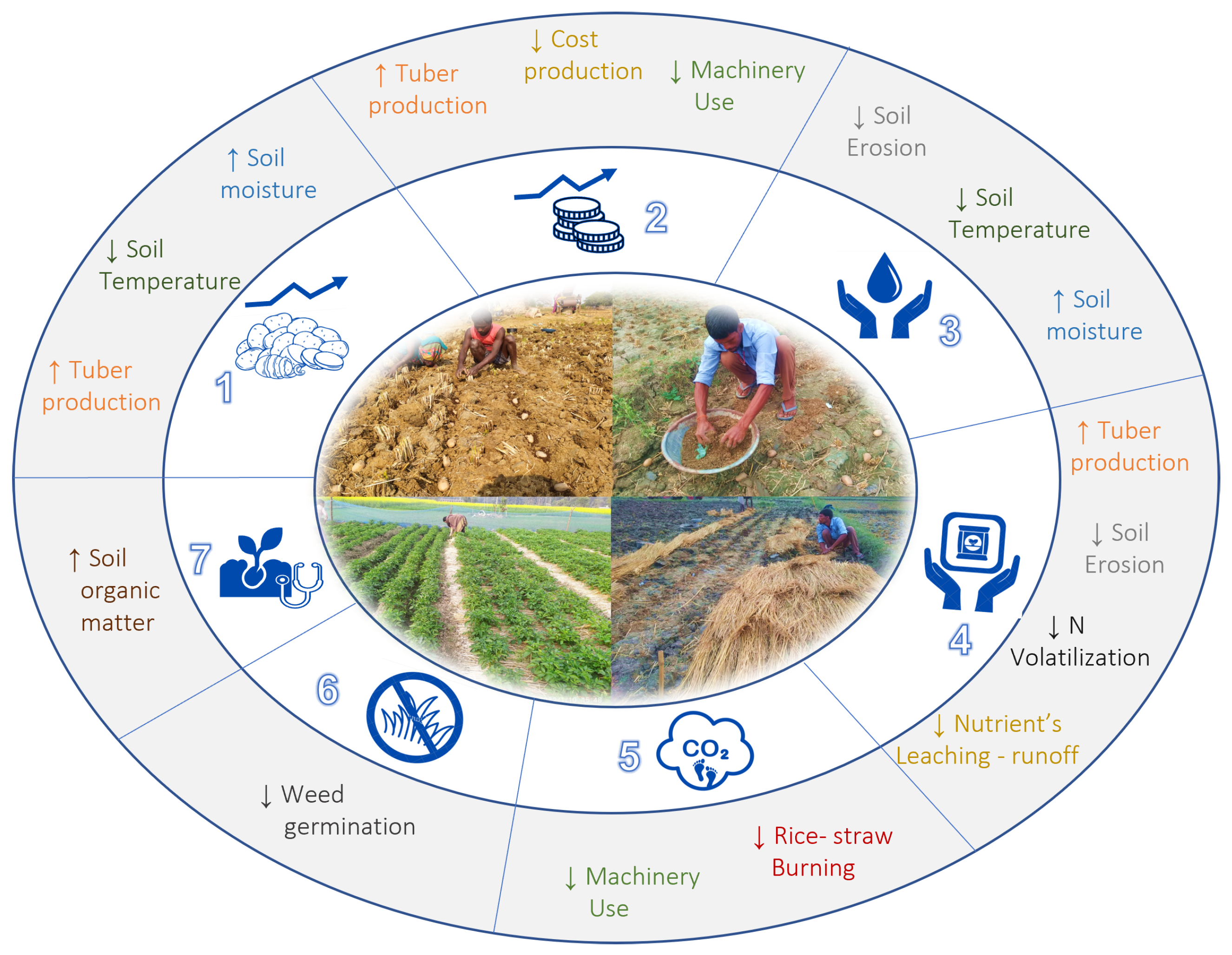 Agronomy 12 01494 g004