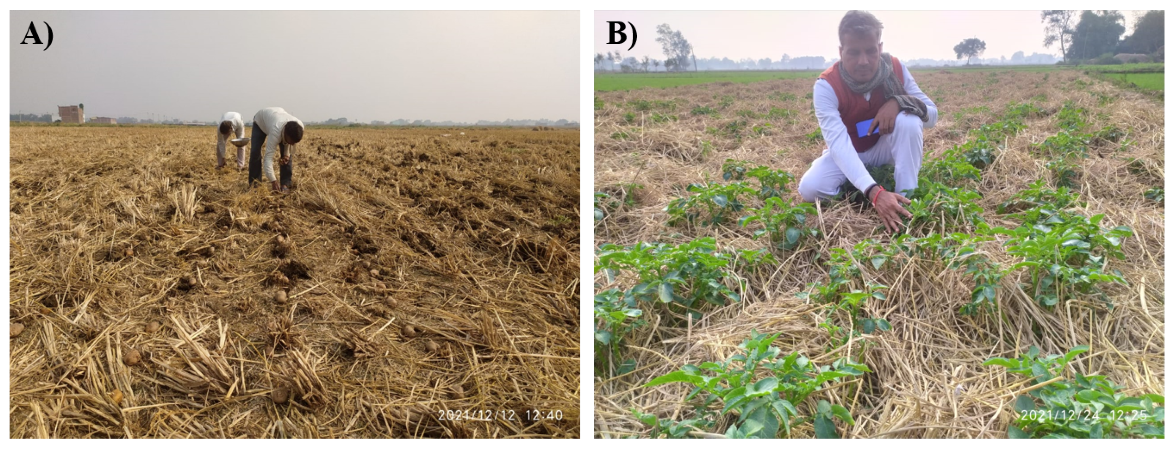 Agronomy 12 01494 g005