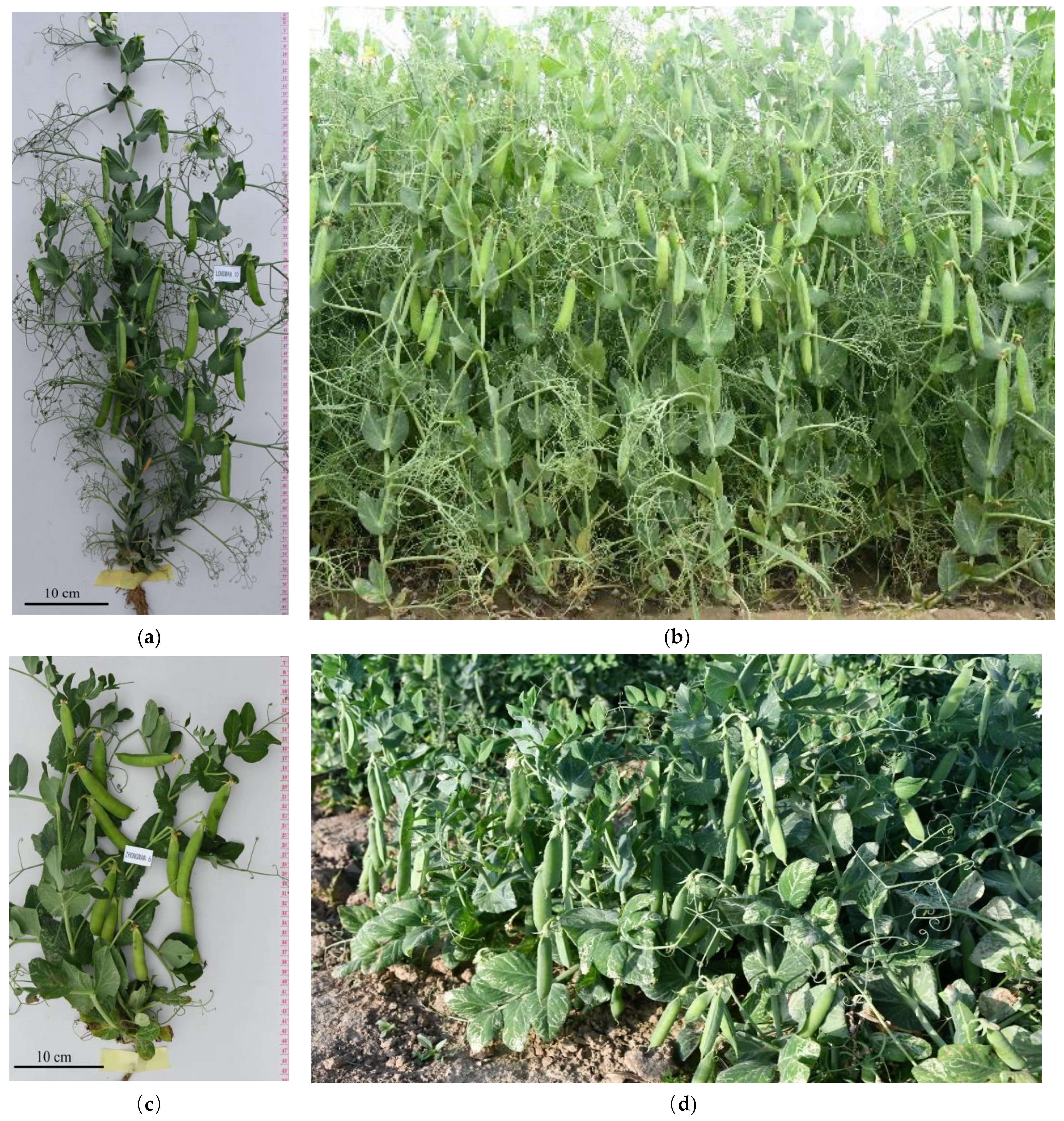 Agronomy 12 01498 g003