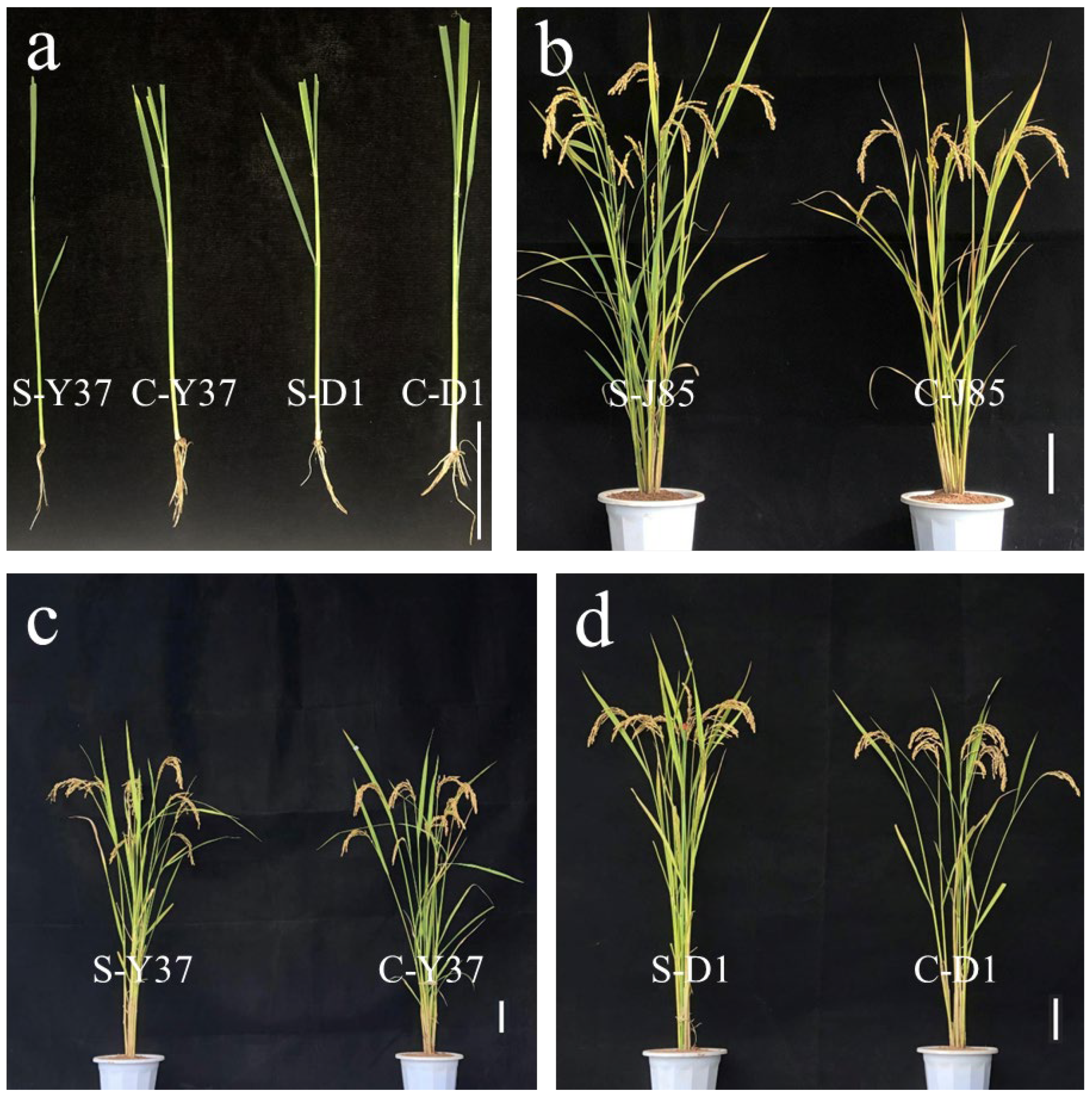 Agronomy 12 01503 g005