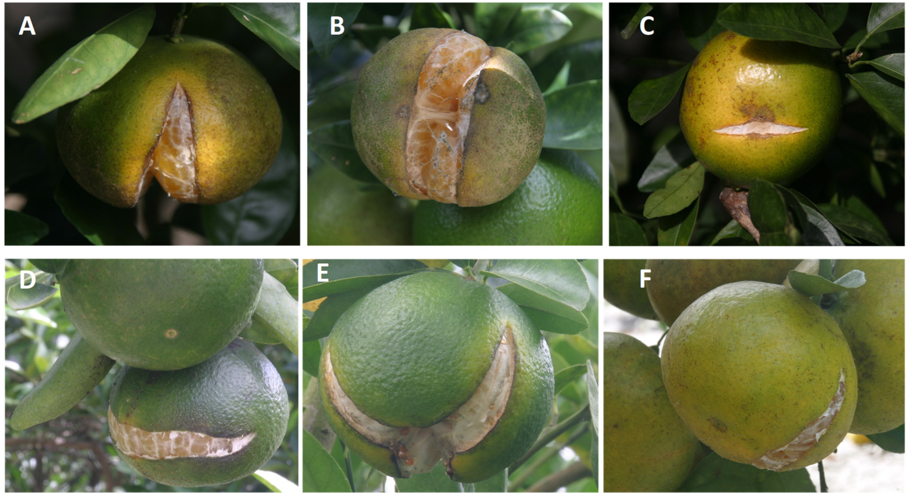 Agronomy 12 01505 g001 Agronomy 12 01505 g001