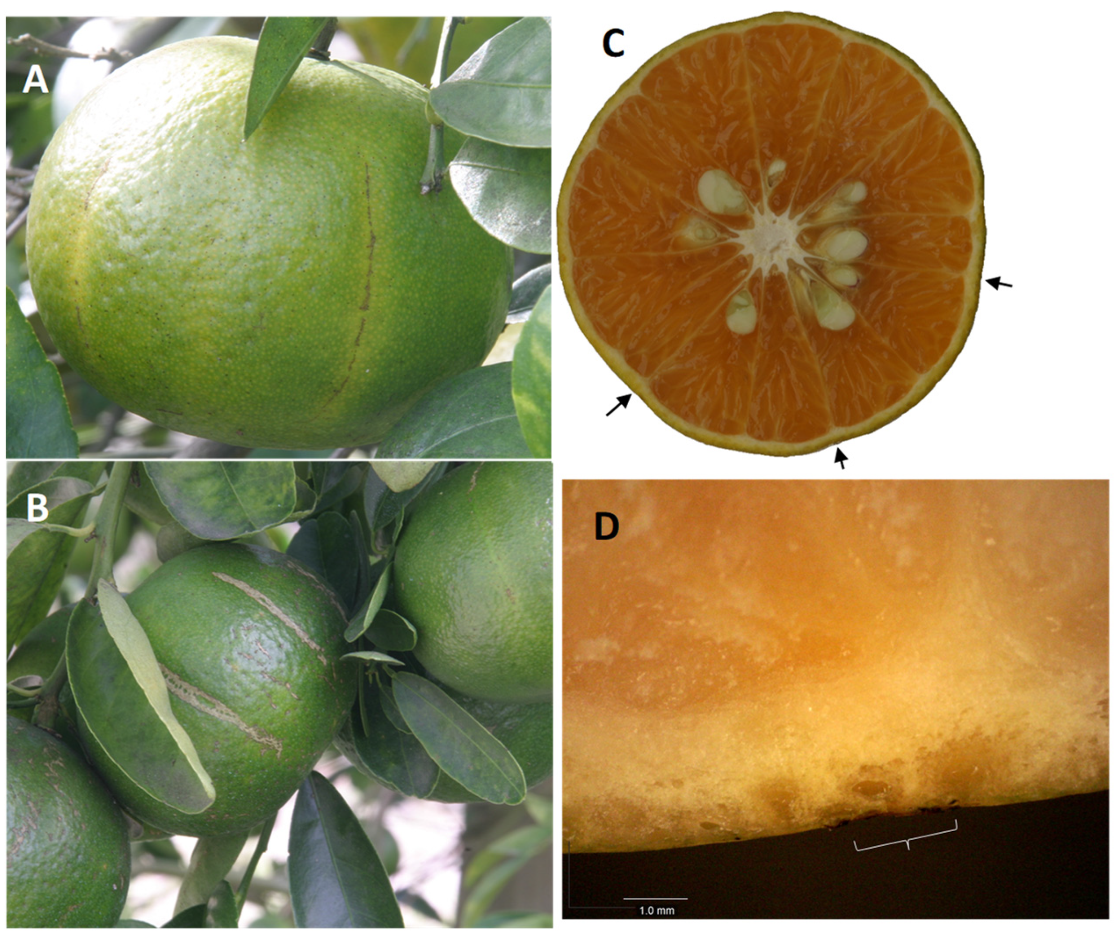 Agronomy 12 01505 g003 Agronomy 12 01505 g003