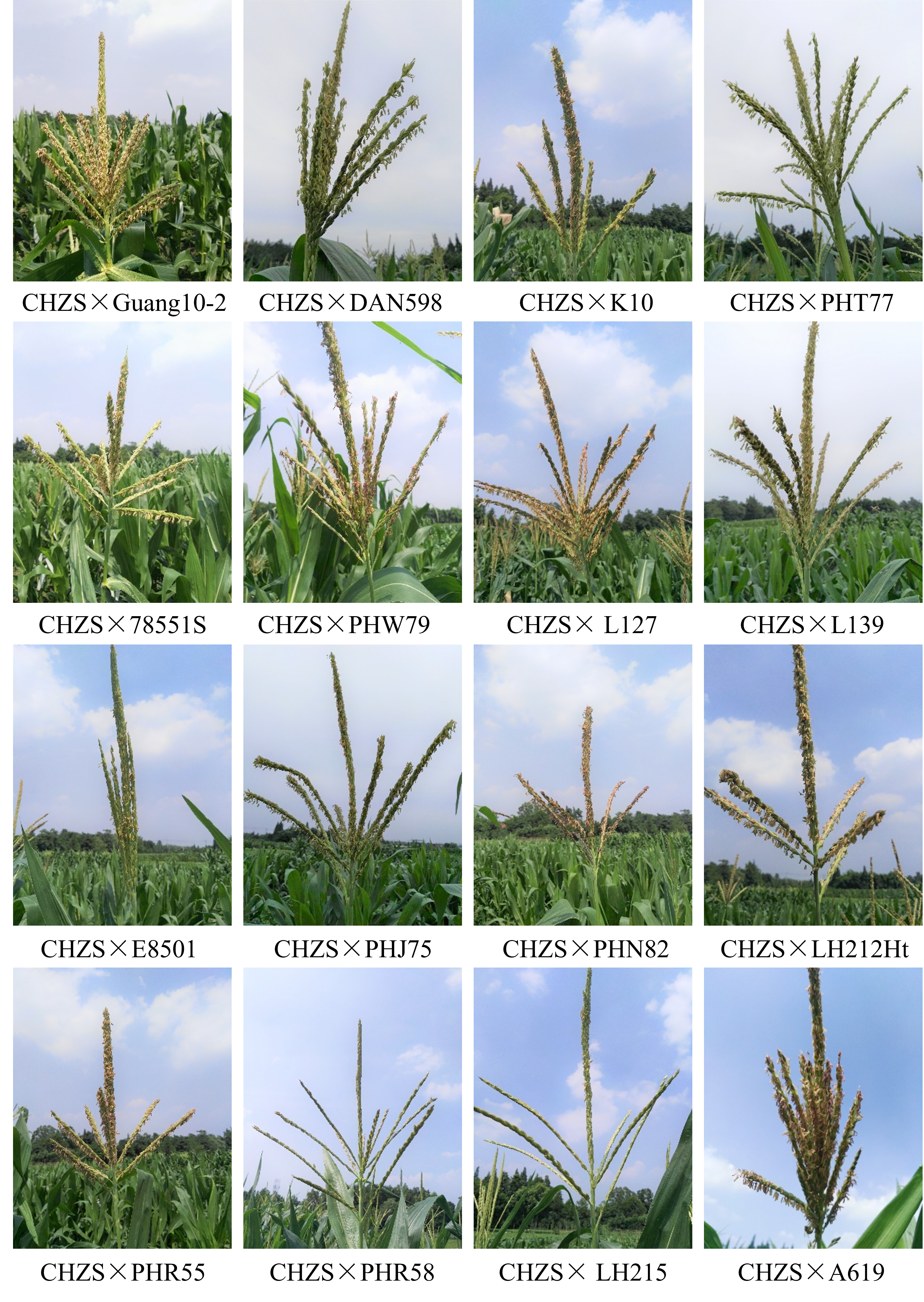 Agronomy 12 01506 g002