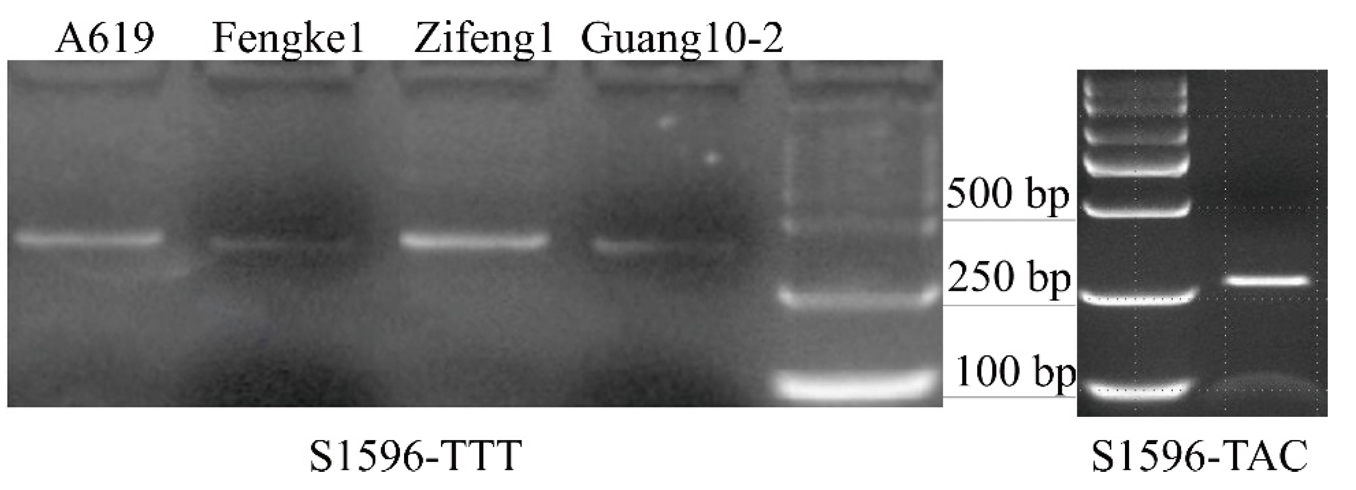 Agronomy 12 01506 g005