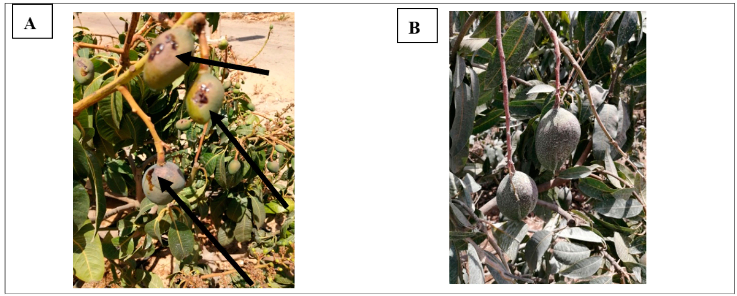 Agronomy 12 01535 g010 Agronomy 12 01535 g010