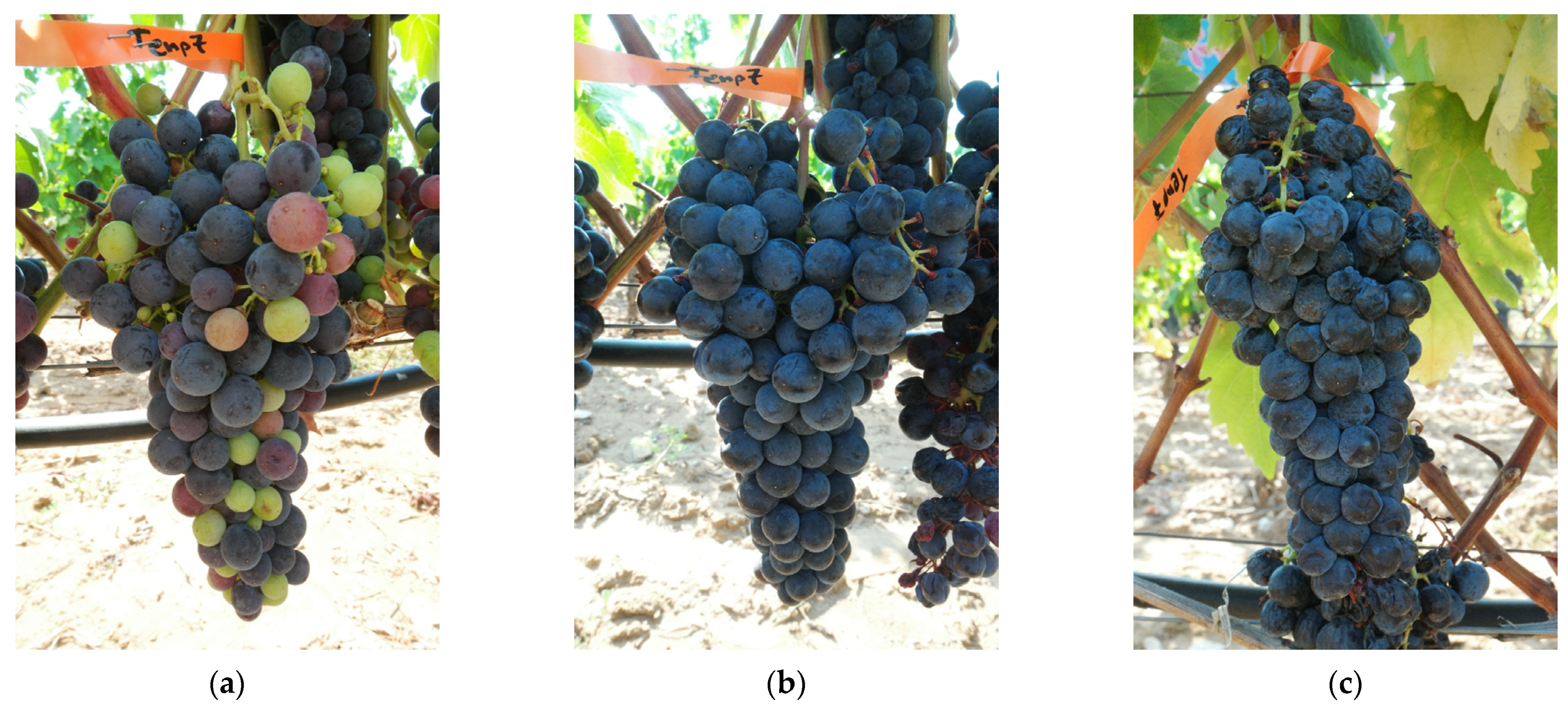 Agronomy 12 01564 g001