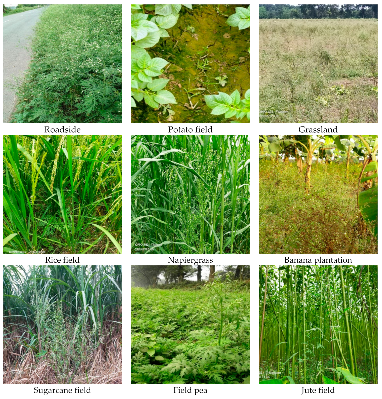 Agronomy 12 01592 g002