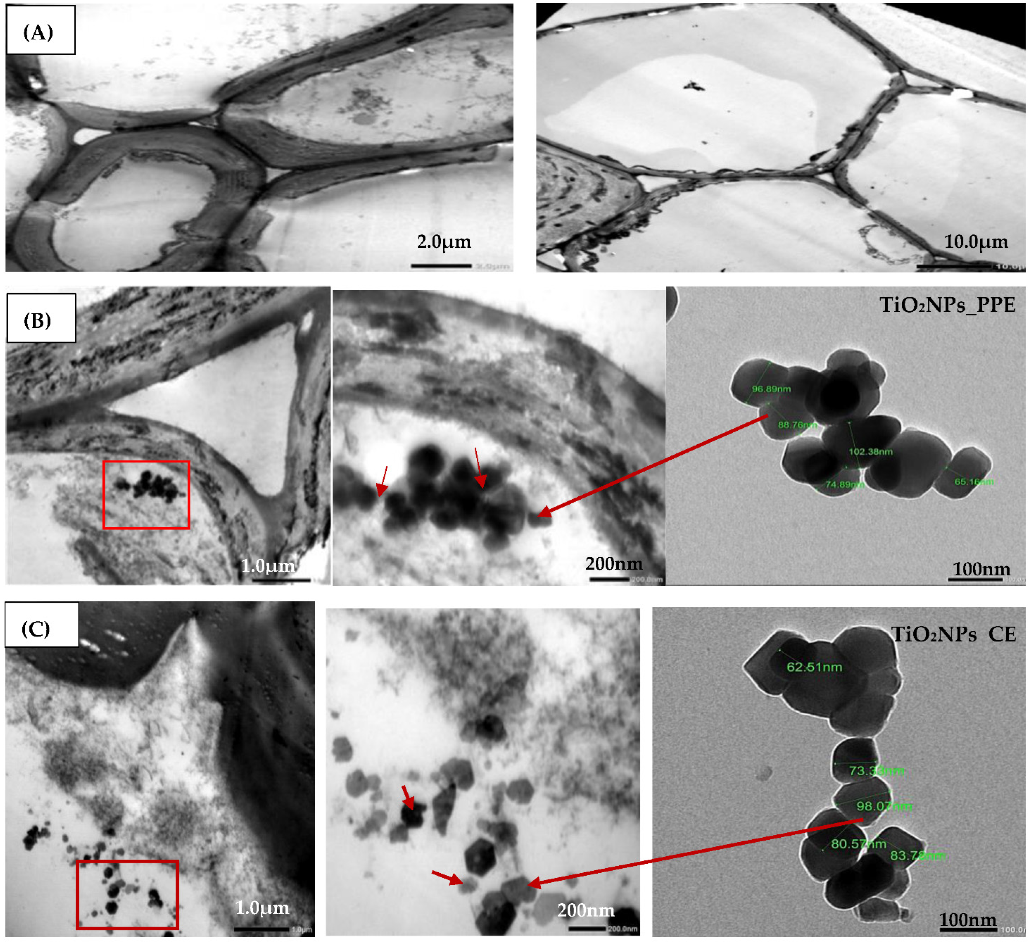 Agronomy 12 01601 g006