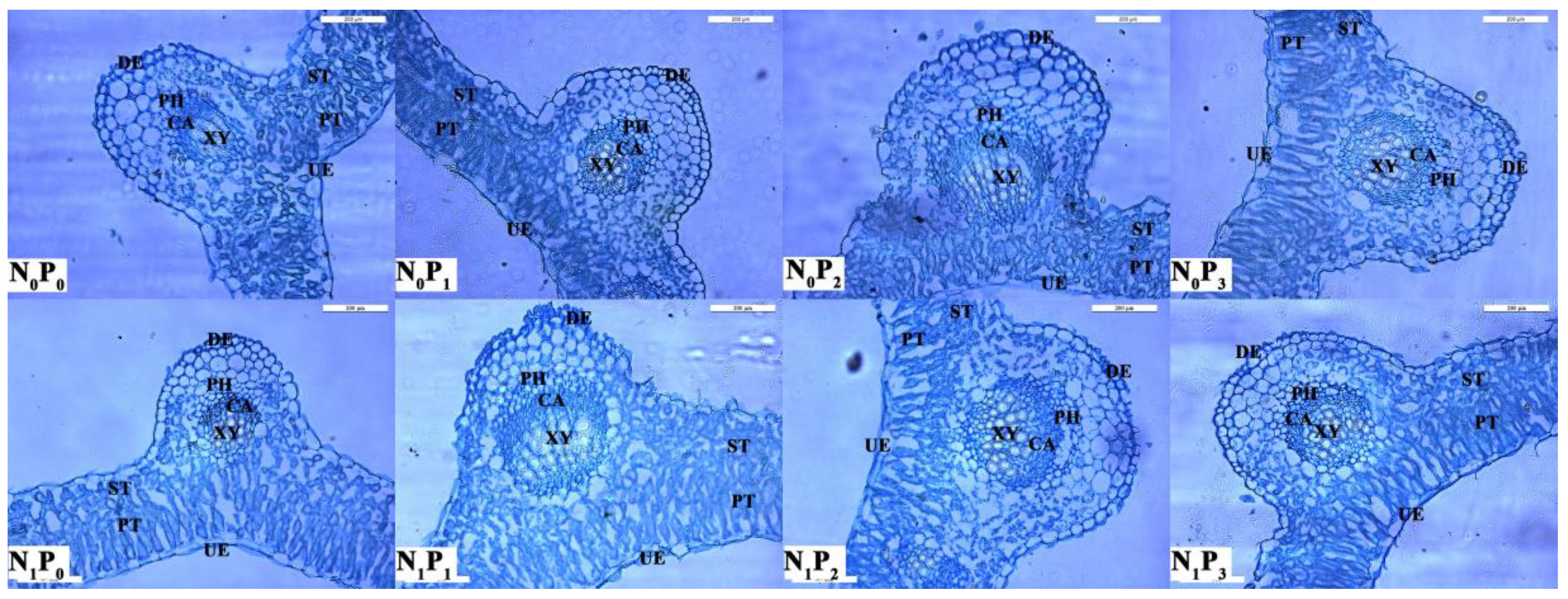 Agronomy 12 01613 g006