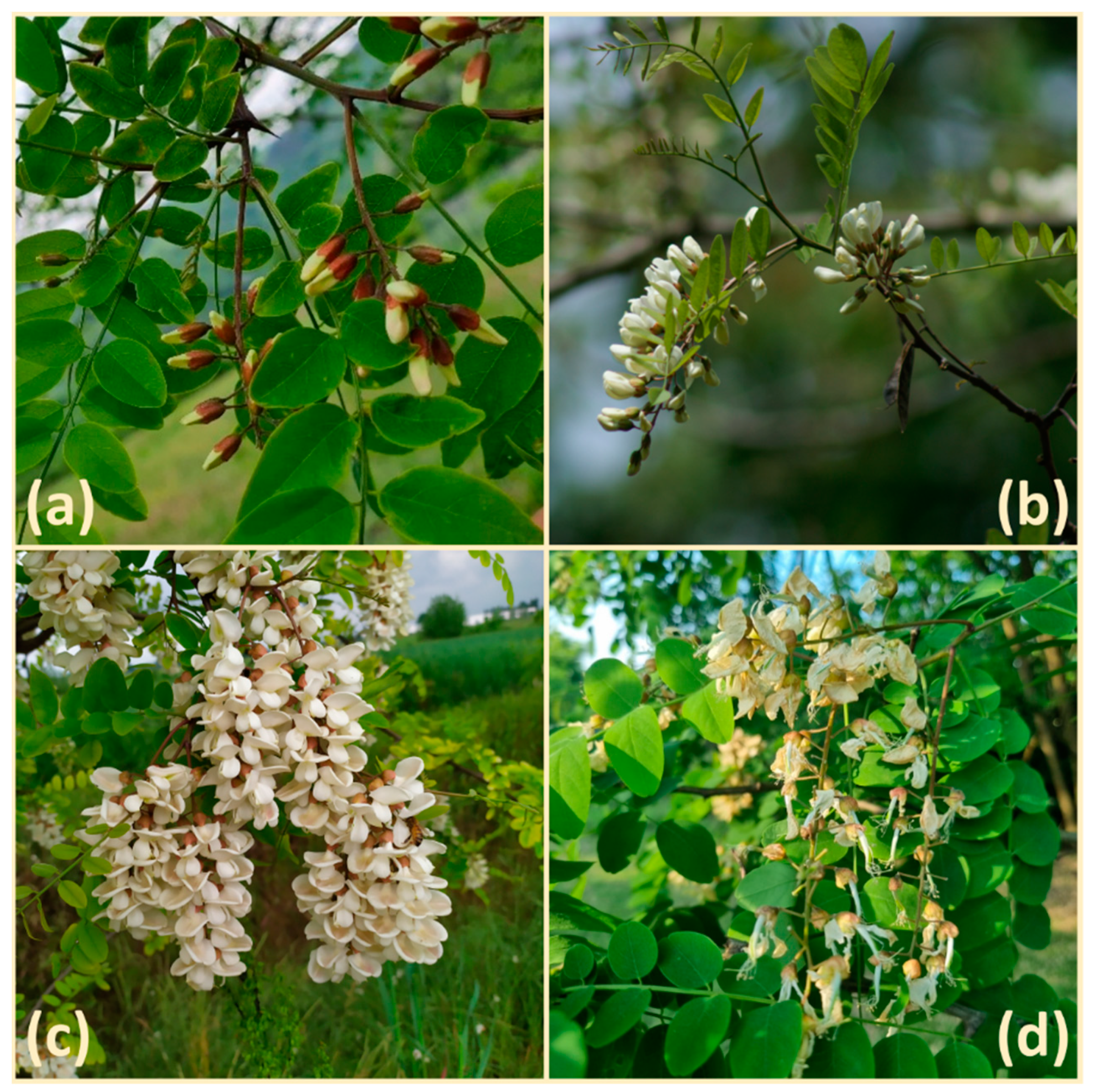 Agronomy 12 01623 g002