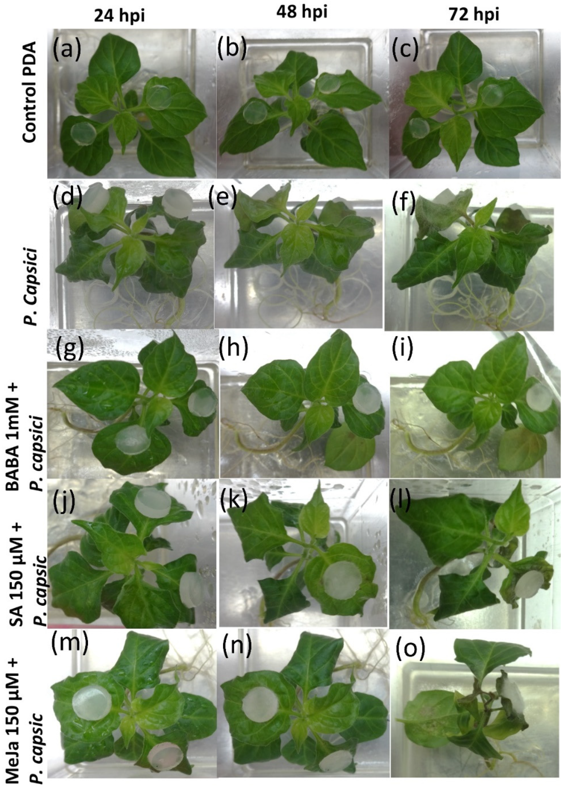 Agronomy 12 01637 g001