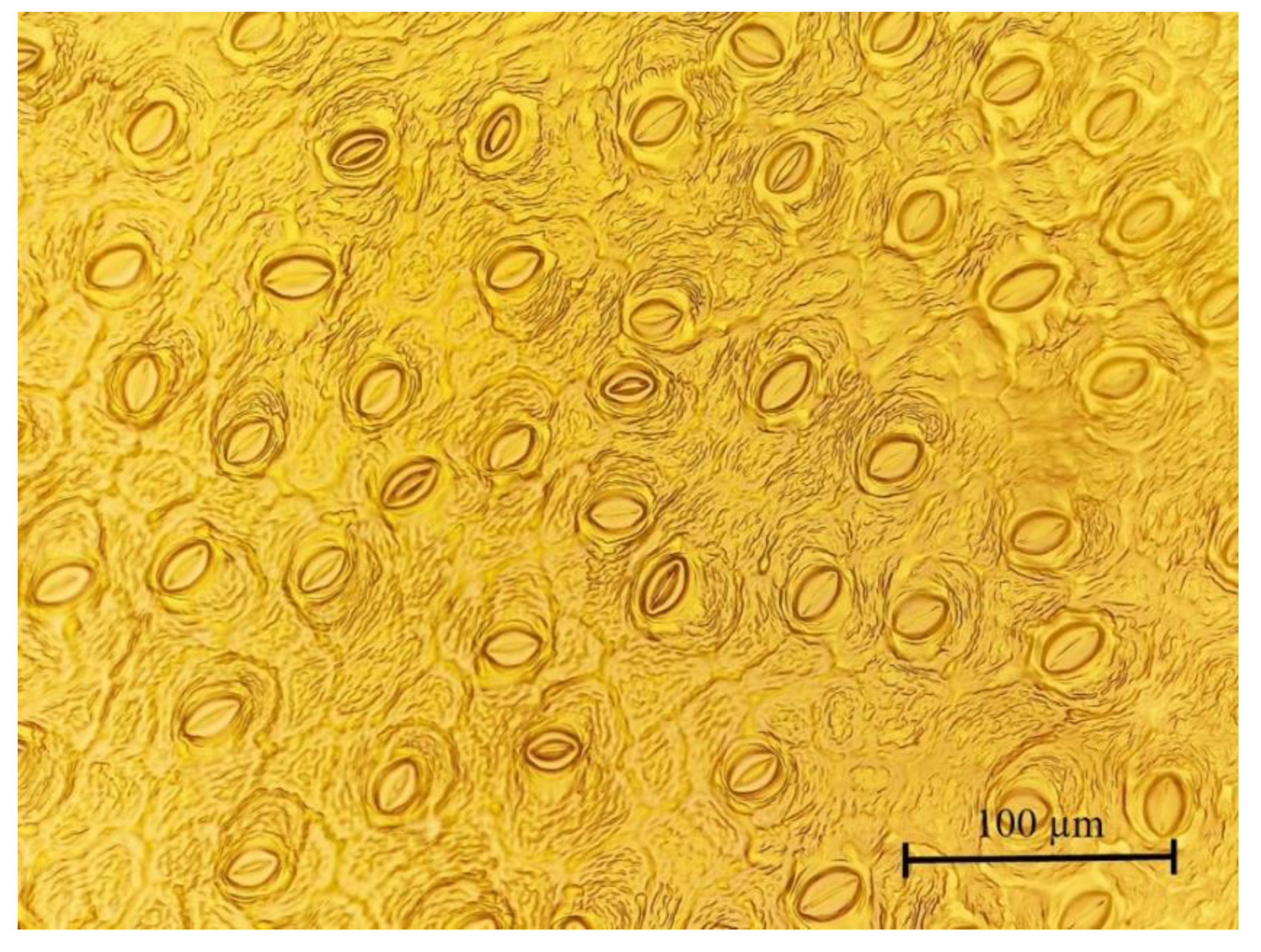 Agronomy 12 01696 g003 Agronomy 12 01696 g003