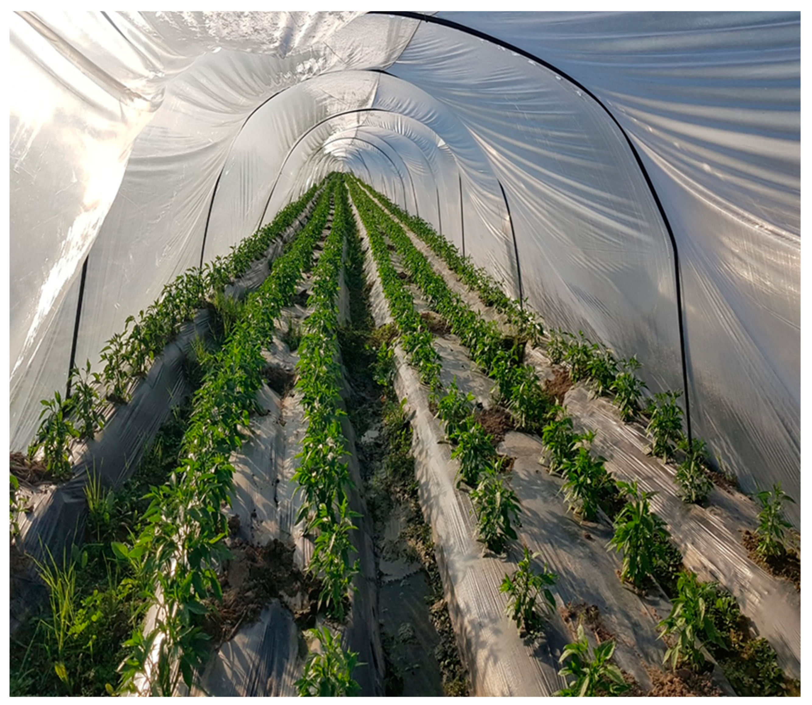 Agronomy 12 01730 g001