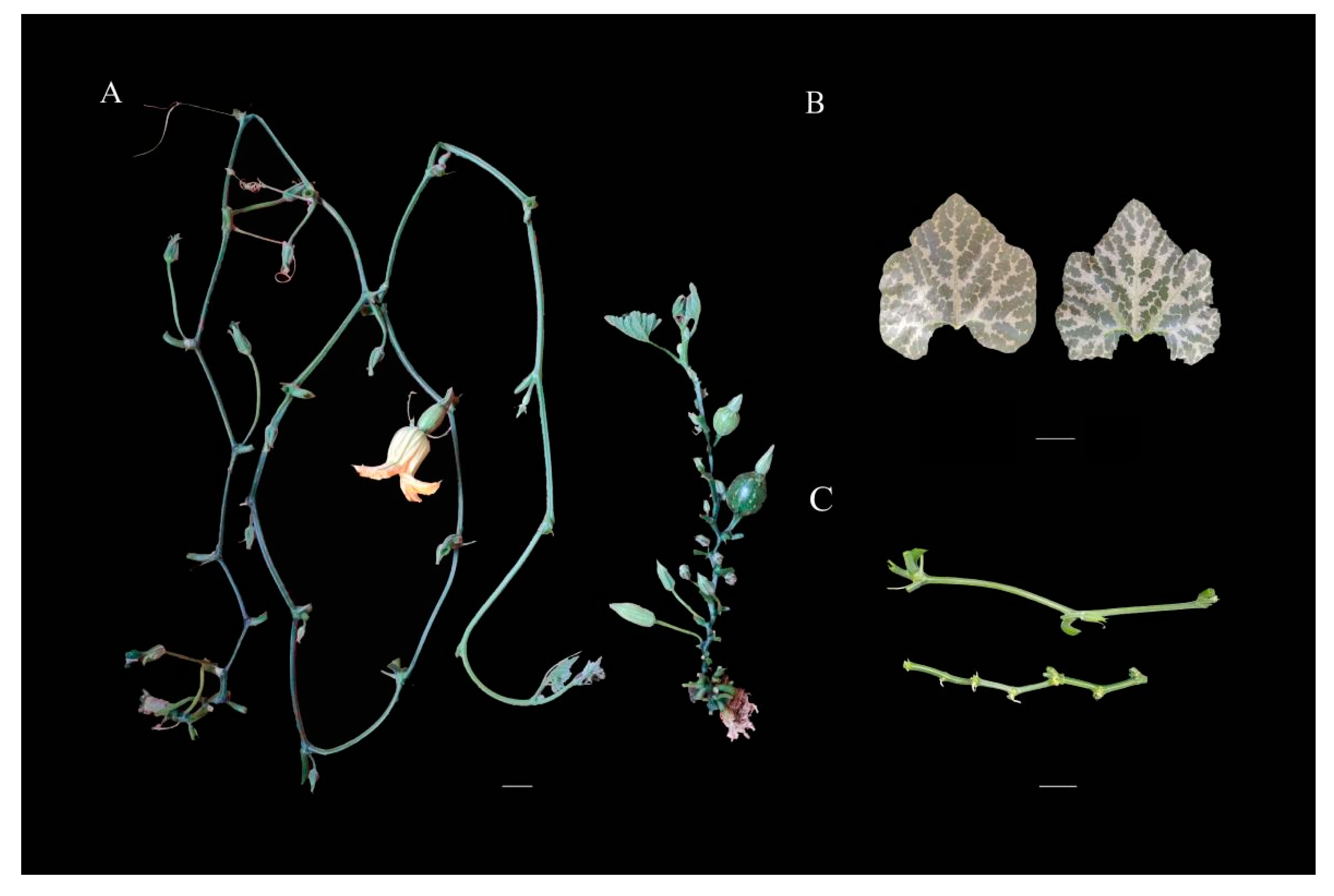 Agronomy 12 01779 g001